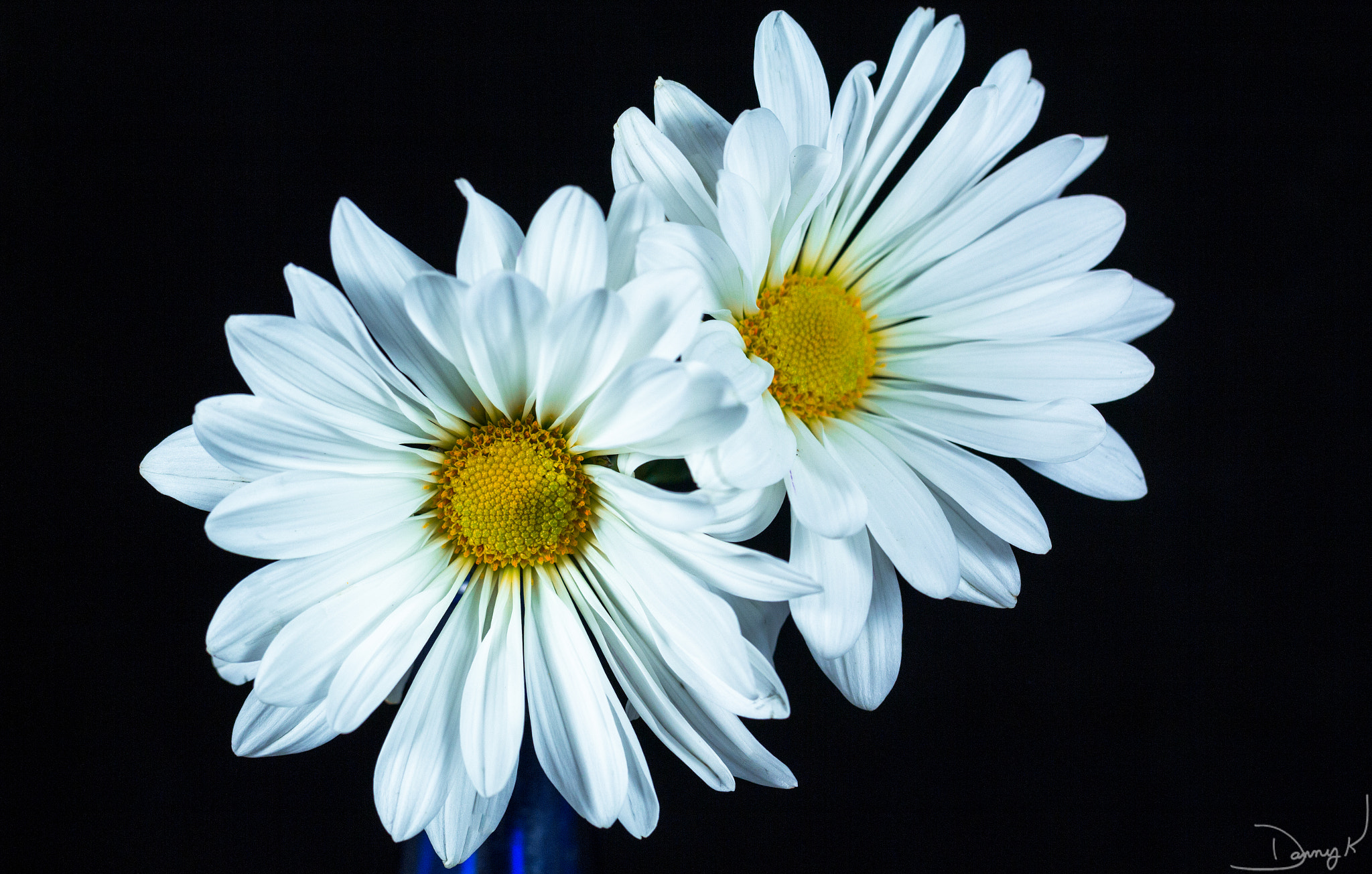 Canon EF 100mm F2.8L Macro IS USM sample photo. Daisies photography