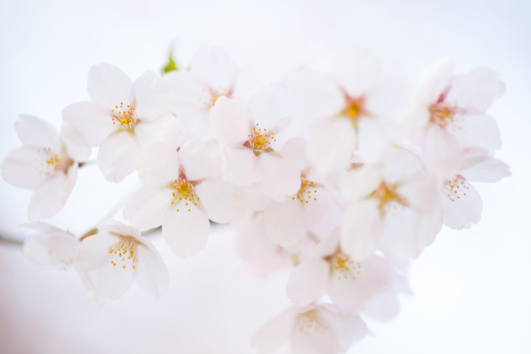 ZEISS Makro-Planar T* 100mm F2 sample photo. Cherry blossom in your dream! photography