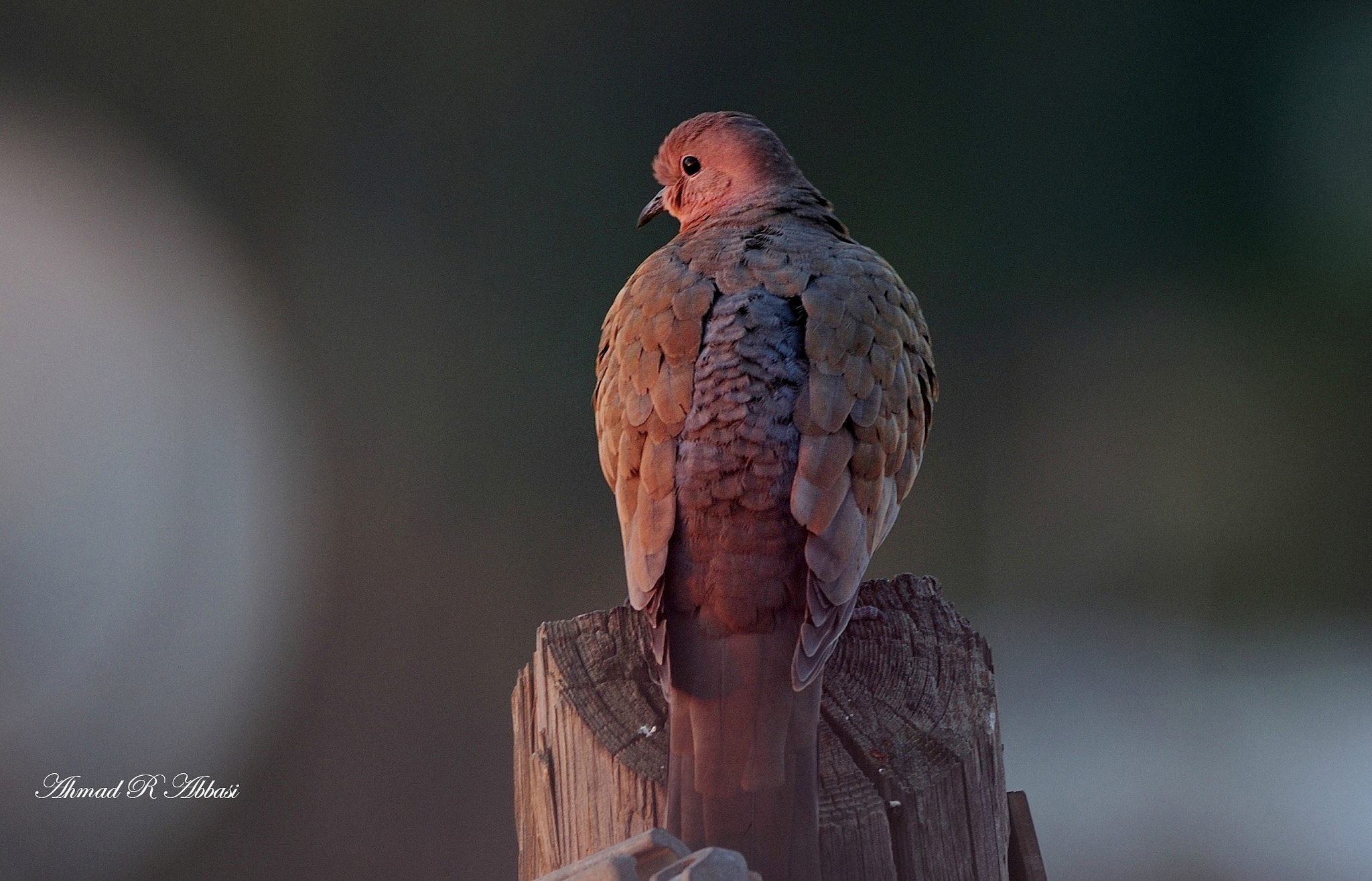 Nikon AF-S Nikkor 200-500mm F5.6E ED VR sample photo. Copy copy photography