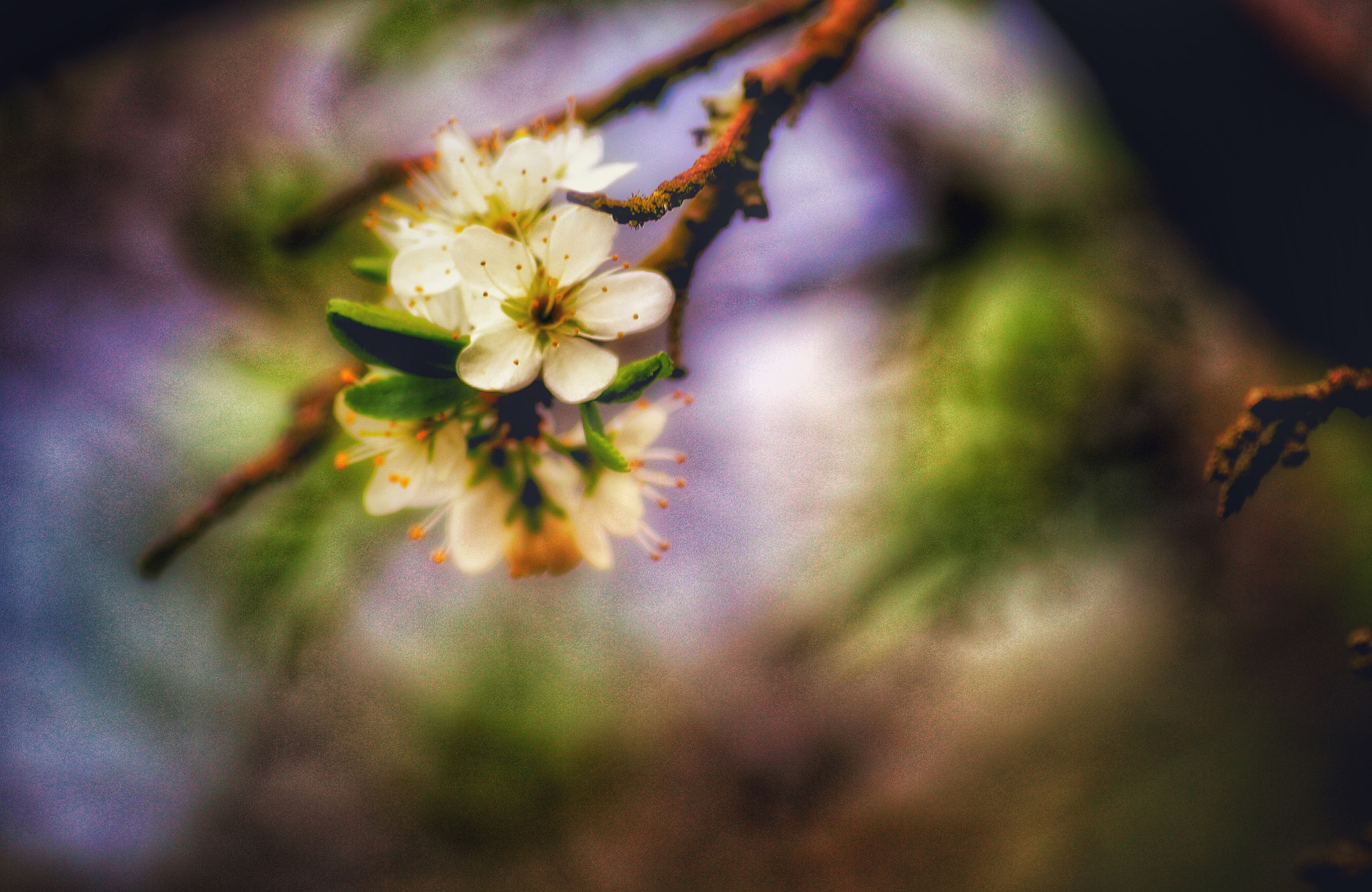 Canon EOS 600D (Rebel EOS T3i / EOS Kiss X5) + Canon 70-300mm sample photo. Renaissance.... photography