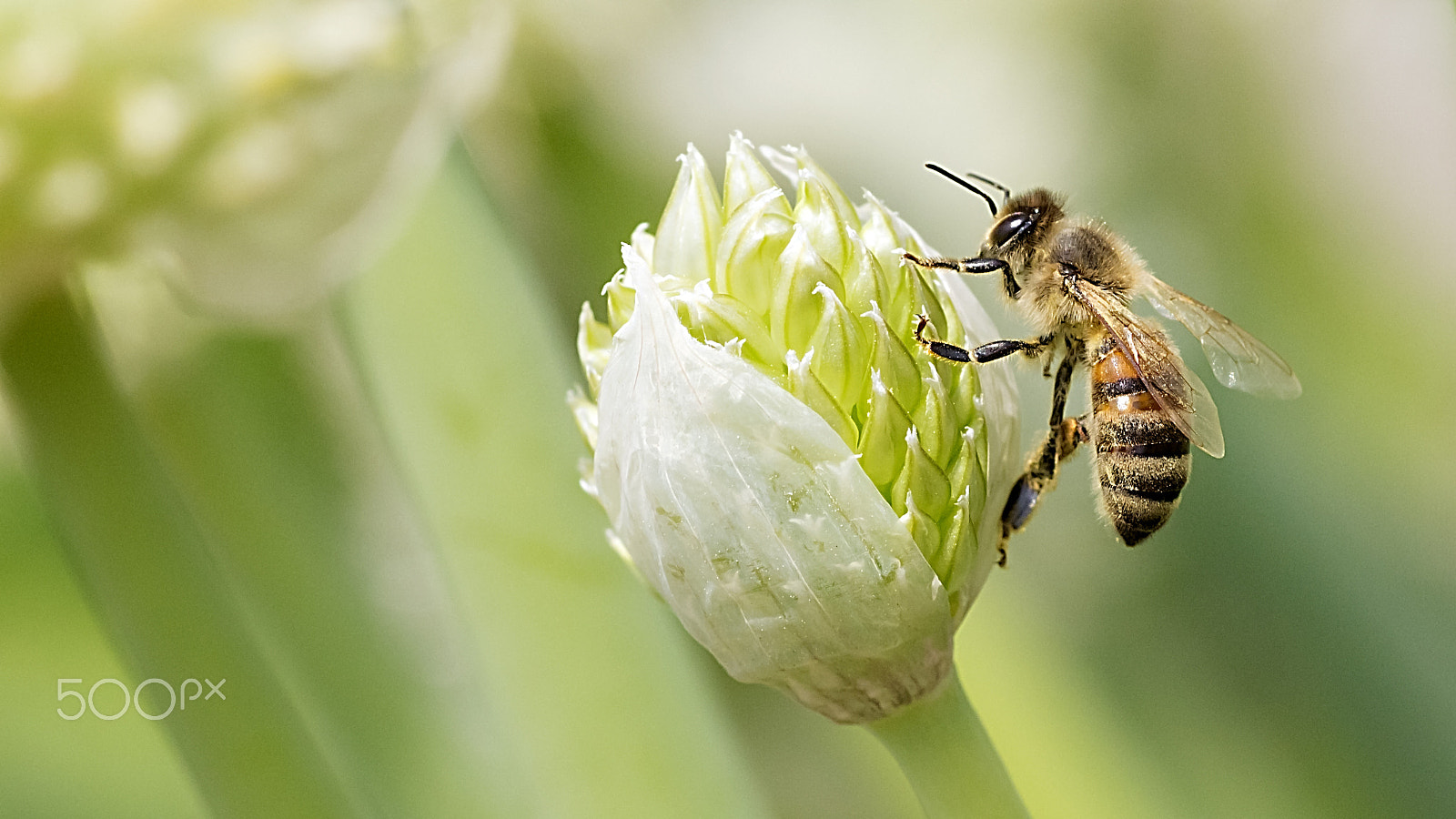 Canon EOS 600D (Rebel EOS T3i / EOS Kiss X5) + Tamron SP AF 90mm F2.8 Di Macro sample photo. Honeybee over the leek flora photography