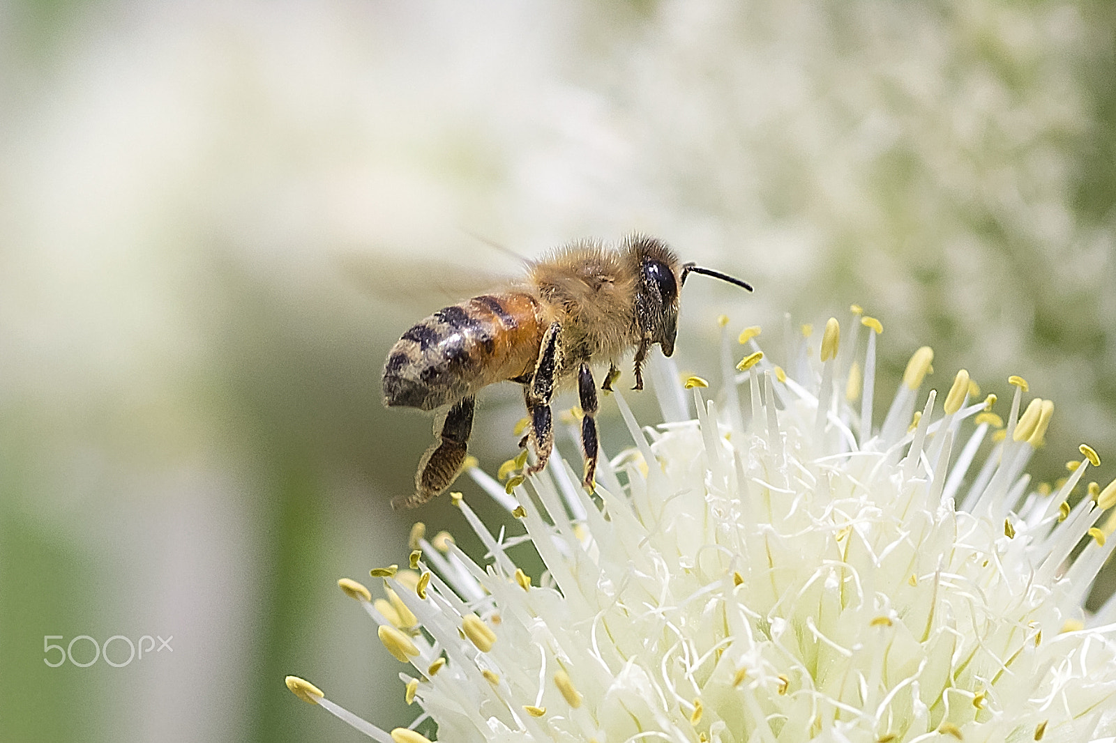 Canon EOS 600D (Rebel EOS T3i / EOS Kiss X5) + Tamron SP AF 90mm F2.8 Di Macro sample photo. Honeybee in flight photography