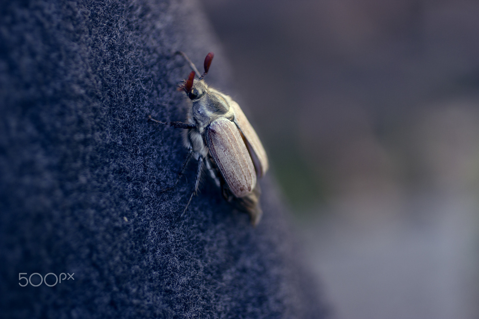 Canon EOS 600D (Rebel EOS T3i / EOS Kiss X5) + Canon EF 50mm F2.5 Macro sample photo. Up photography