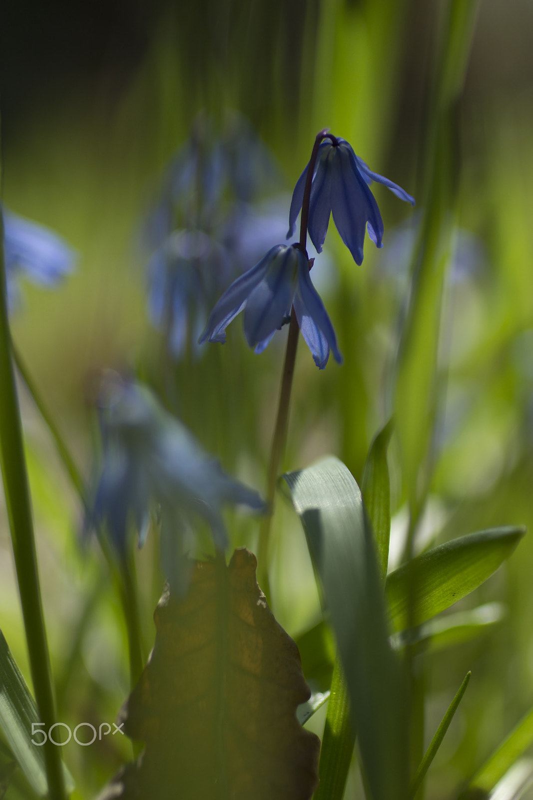 Canon EOS 600D (Rebel EOS T3i / EOS Kiss X5) + Canon EF 50mm F2.5 Macro sample photo. Lovely flowers photography