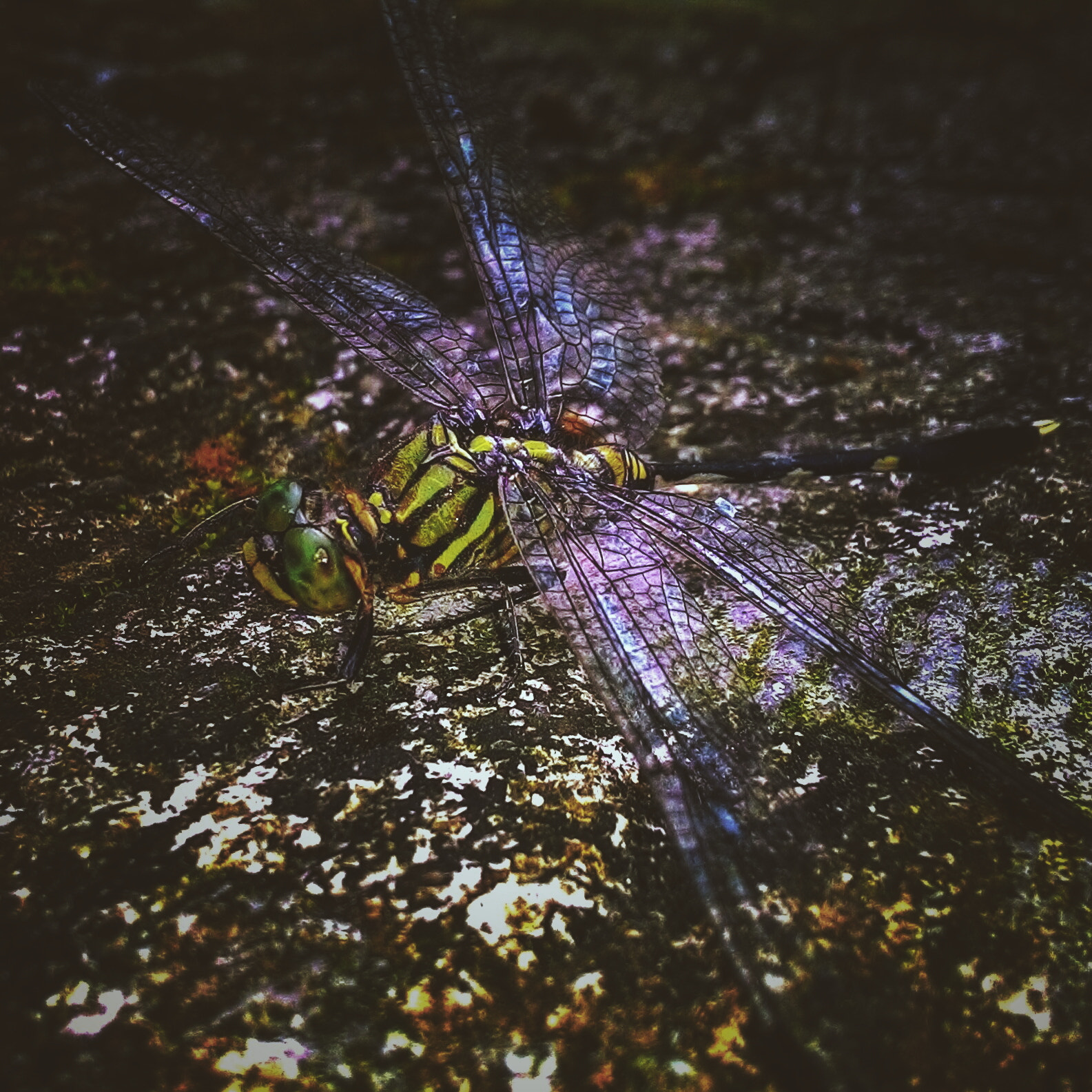 ASUS T00F sample photo. Dragonfly photography