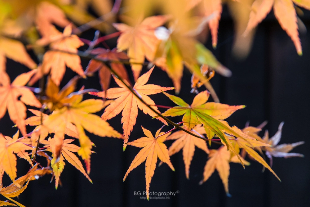 Sony a7 + Canon EF 85mm F1.2L II USM sample photo. Maples. photography