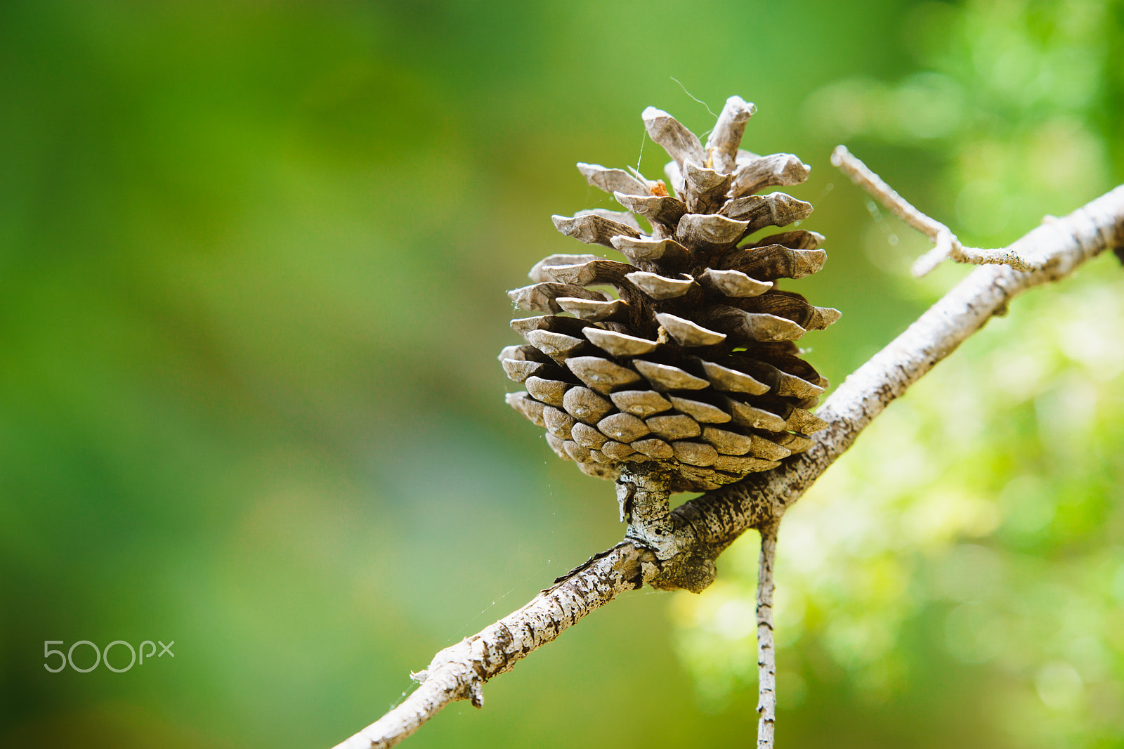 Sony ILCA-77M2 + Tamron SP 70-200mm F2.8 Di VC USD sample photo. Pinecone photography