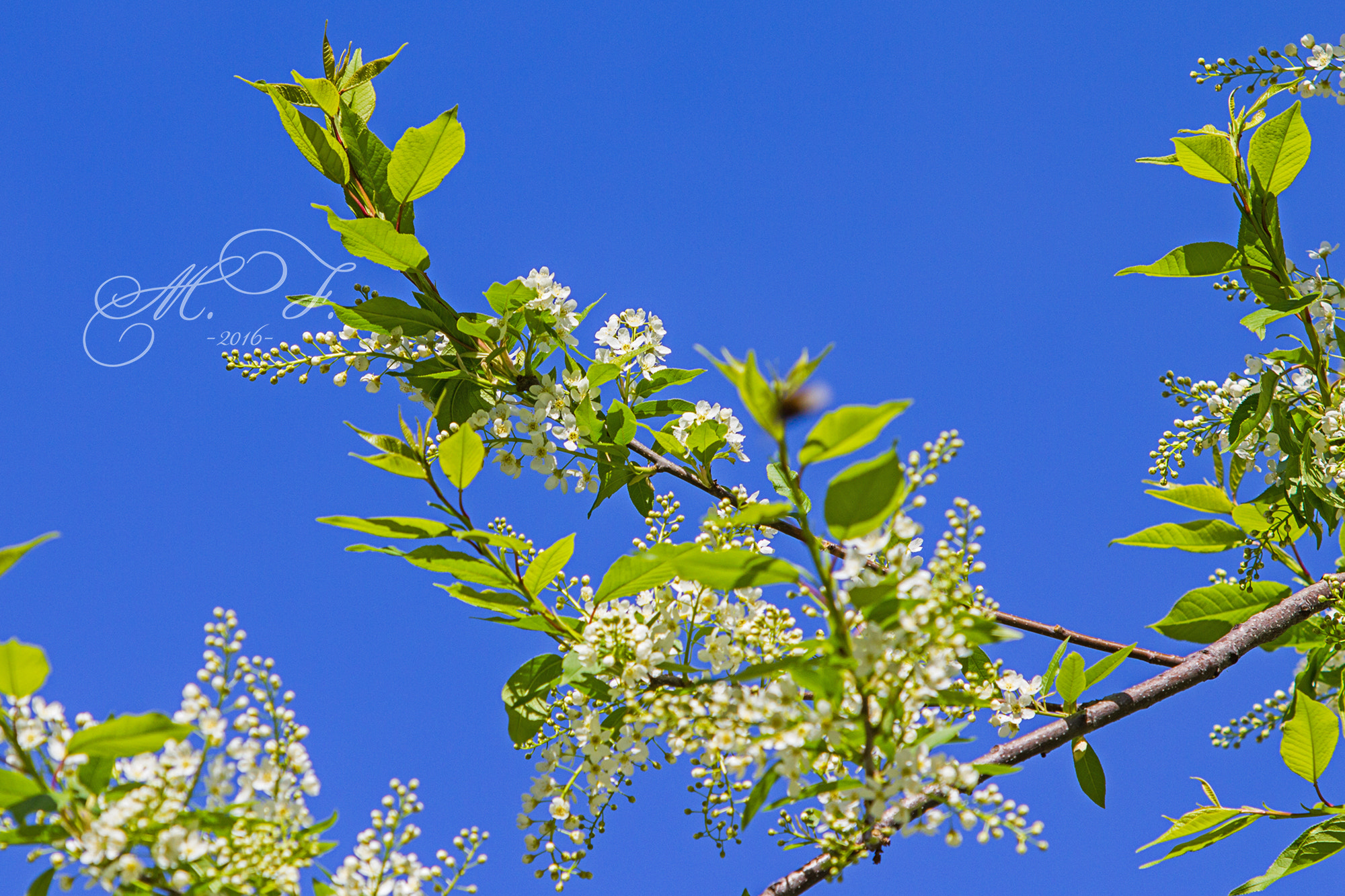 Canon EF 70-200mm F2.8L IS USM sample photo. черемуха photography