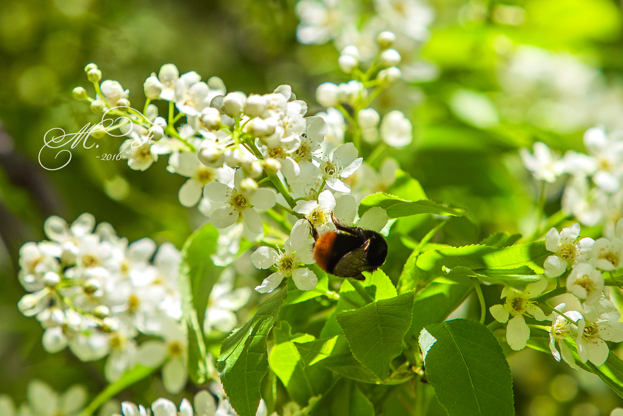 Canon EF 70-200mm F2.8L IS USM sample photo. черемуха photography