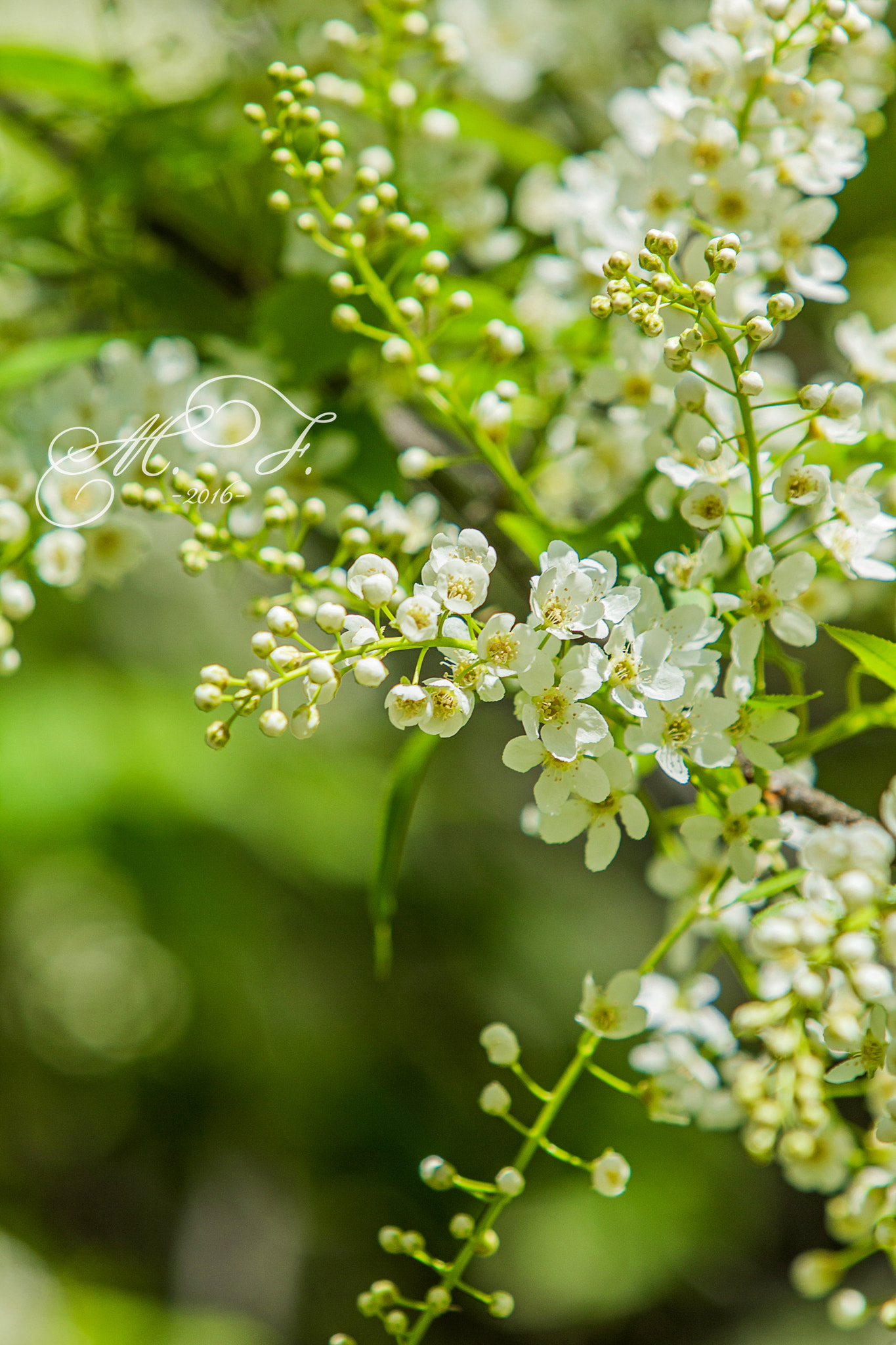 Canon EF 70-200mm F2.8L IS USM sample photo. черемуха photography
