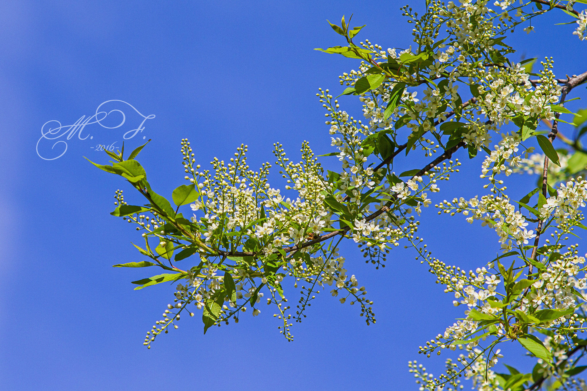 Canon EF 70-200mm F2.8L IS USM sample photo. черемуха photography