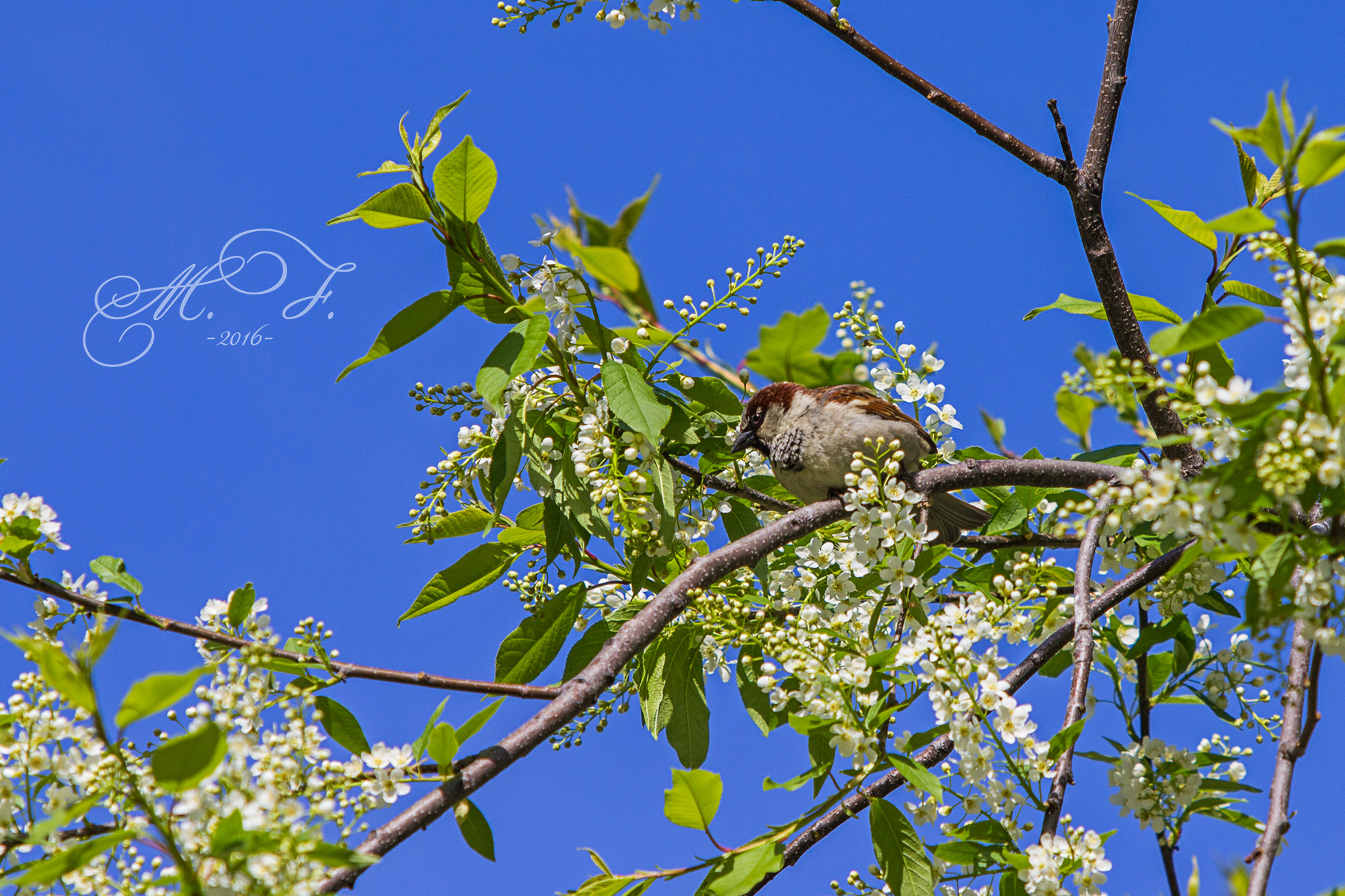 Canon EF 70-200mm F2.8L IS USM sample photo. воробей photography