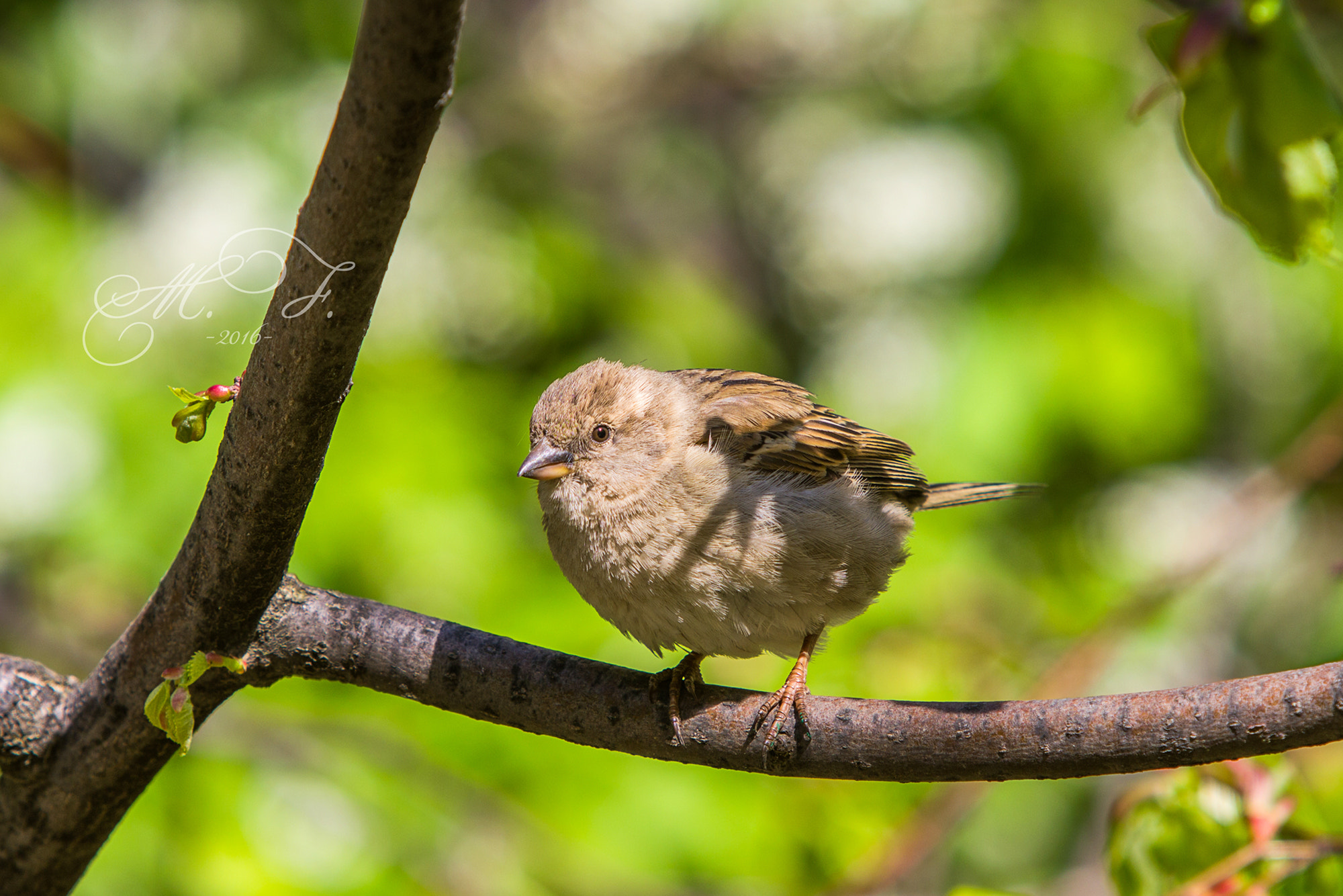 Canon EF 70-200mm F2.8L IS USM sample photo. воробей photography