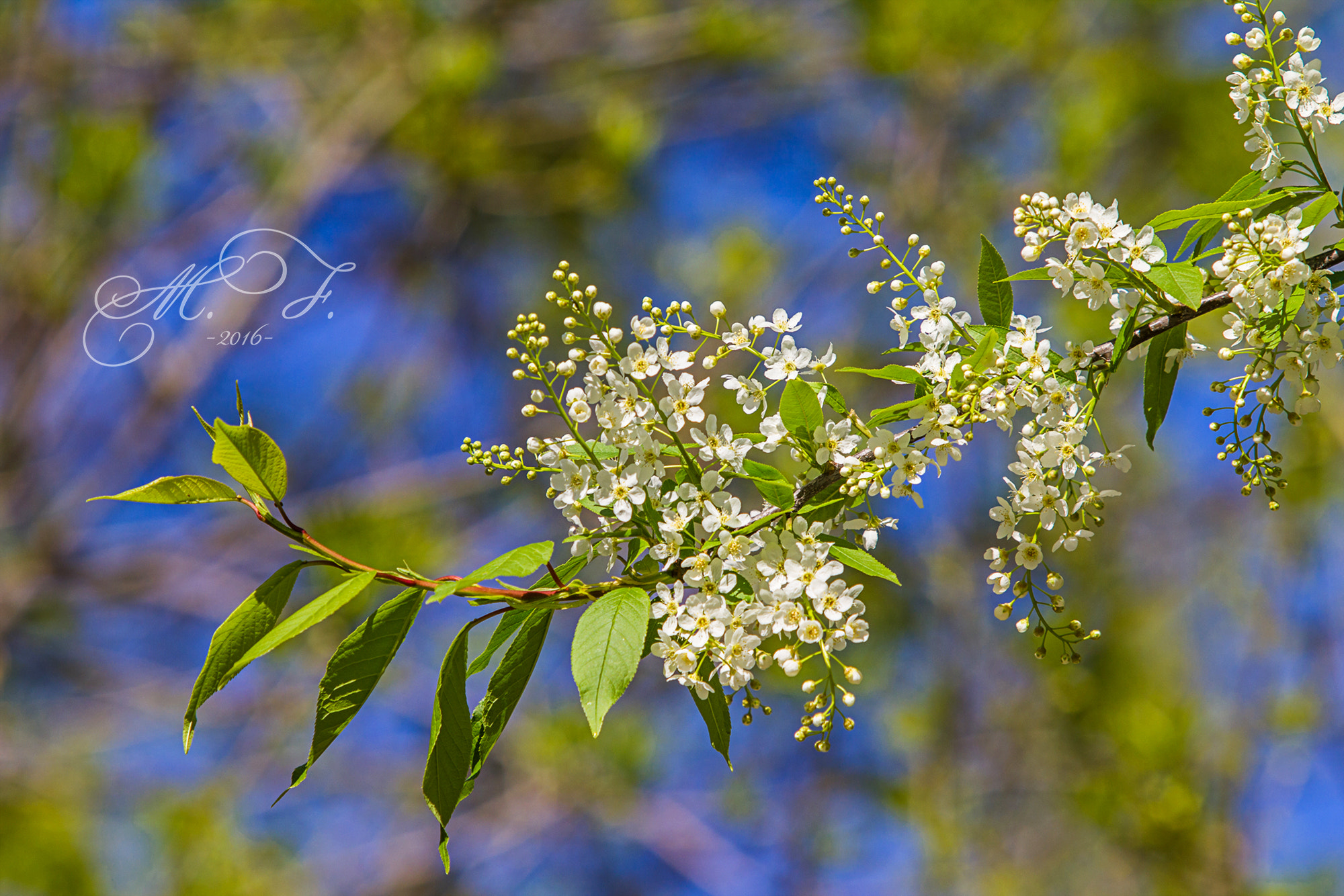 Canon EF 70-200mm F2.8L IS USM sample photo. Черемуха photography