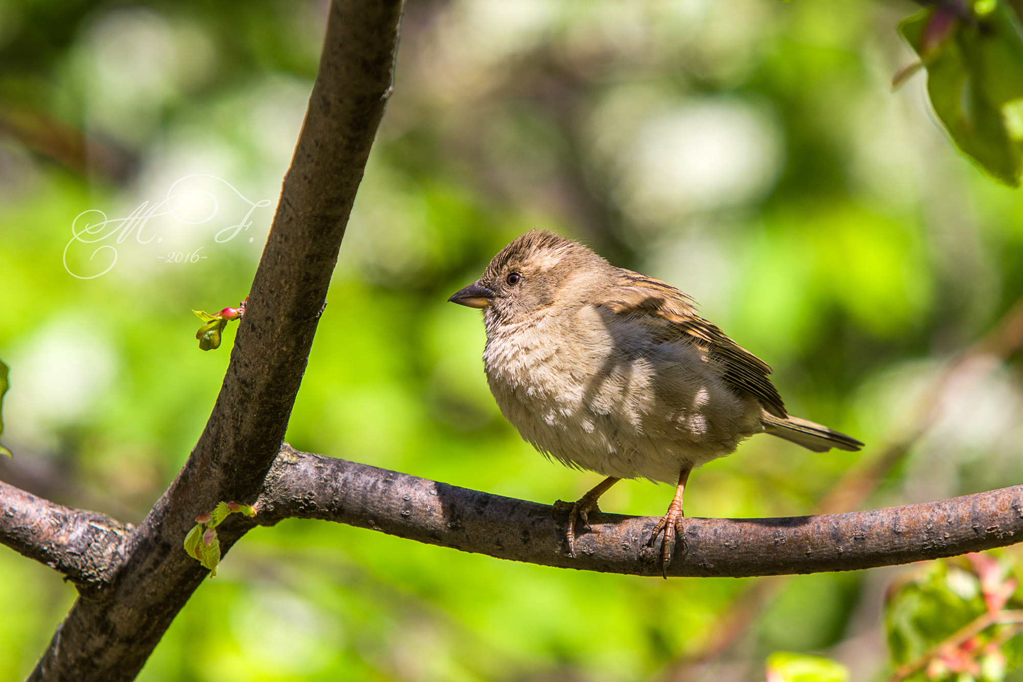 Canon EF 70-200mm F2.8L IS USM sample photo. воробей photography