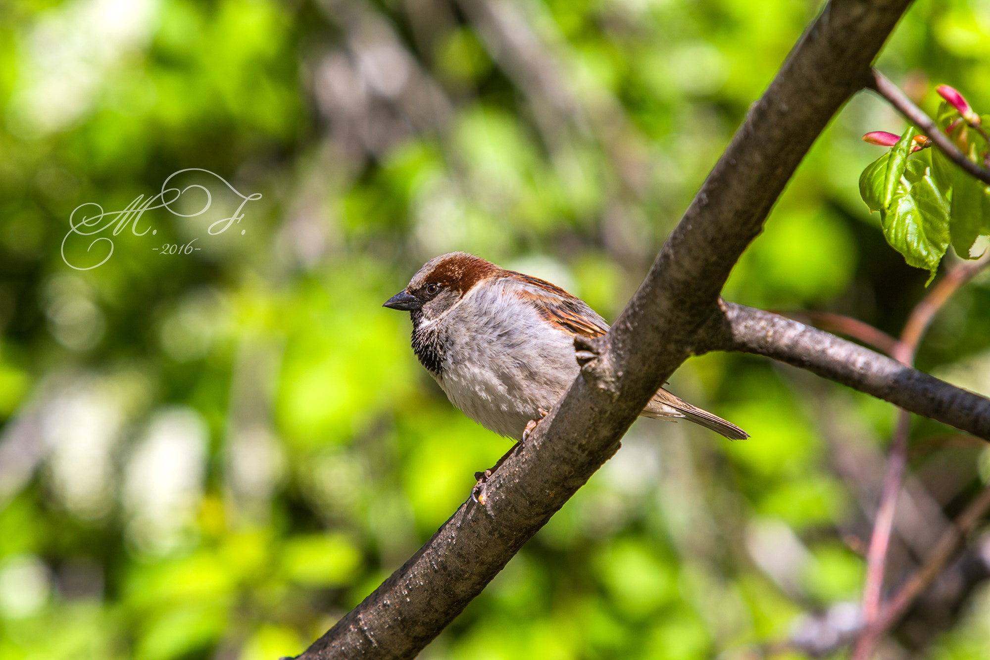 Canon EF 70-200mm F2.8L IS USM sample photo. воробей photography