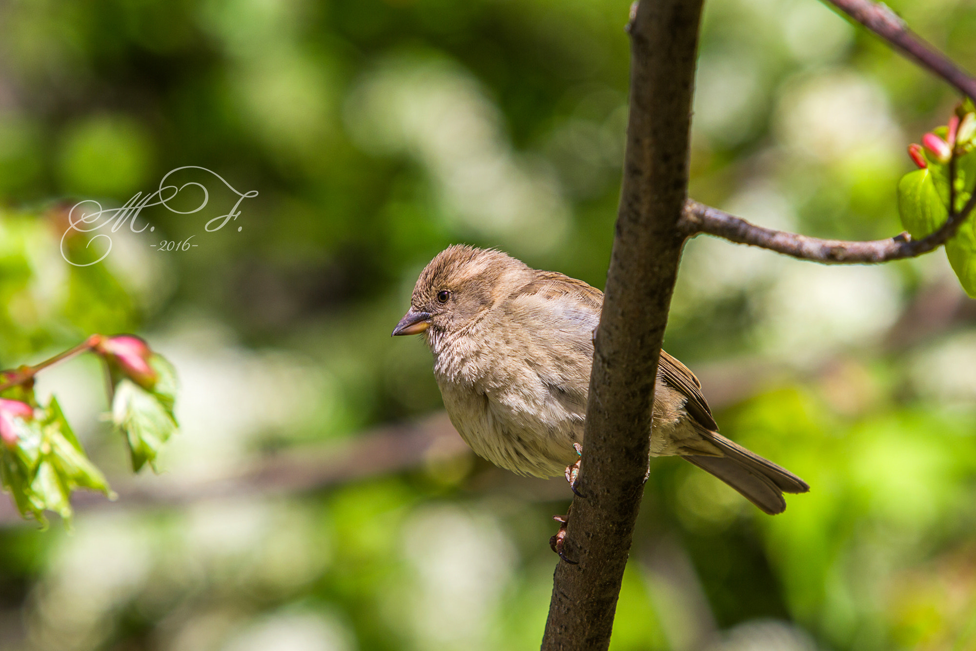 Canon EF 70-200mm F2.8L IS USM sample photo. воробей photography