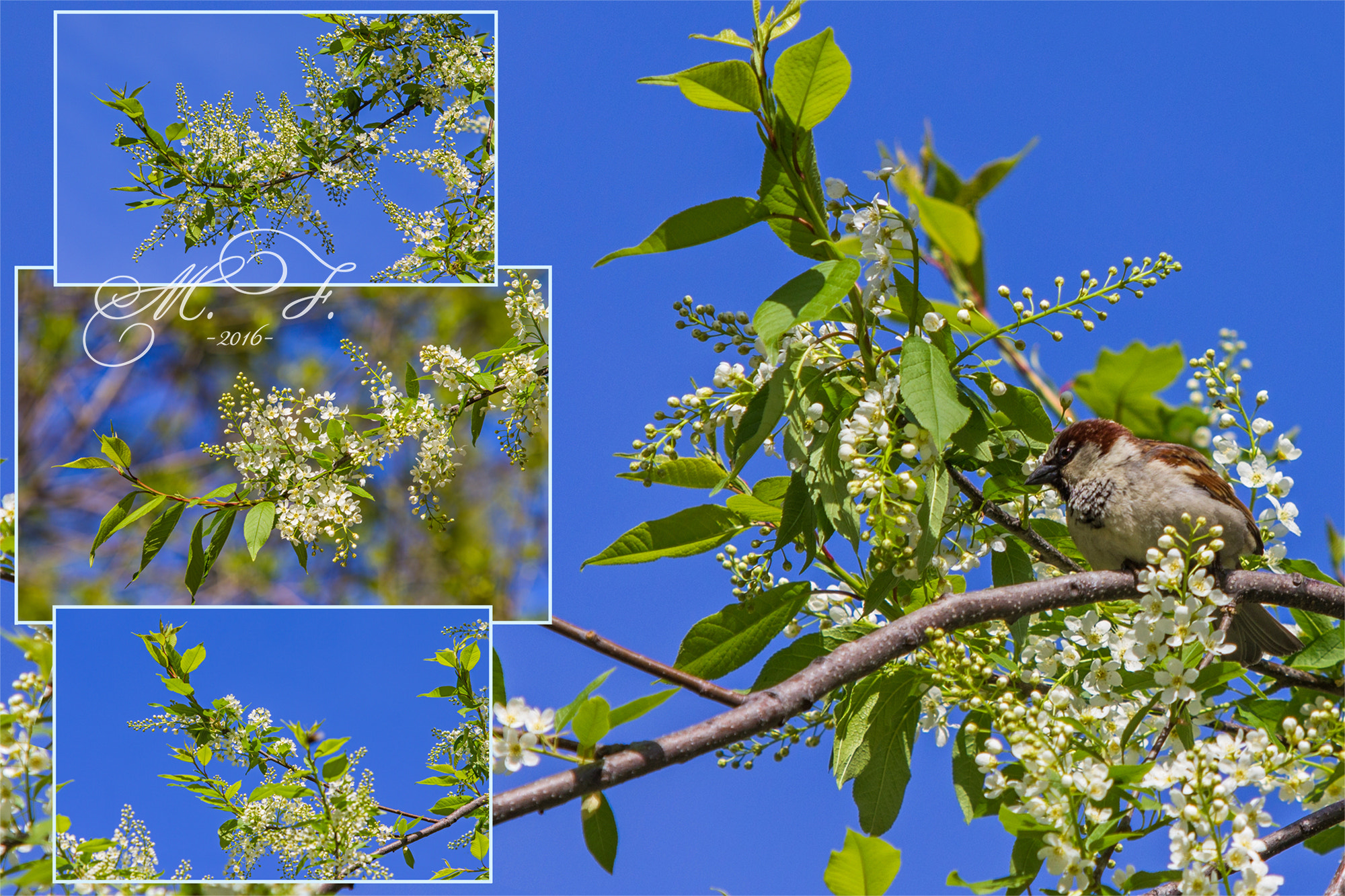 Canon EF 70-200mm F2.8L IS USM sample photo. черемуха photography