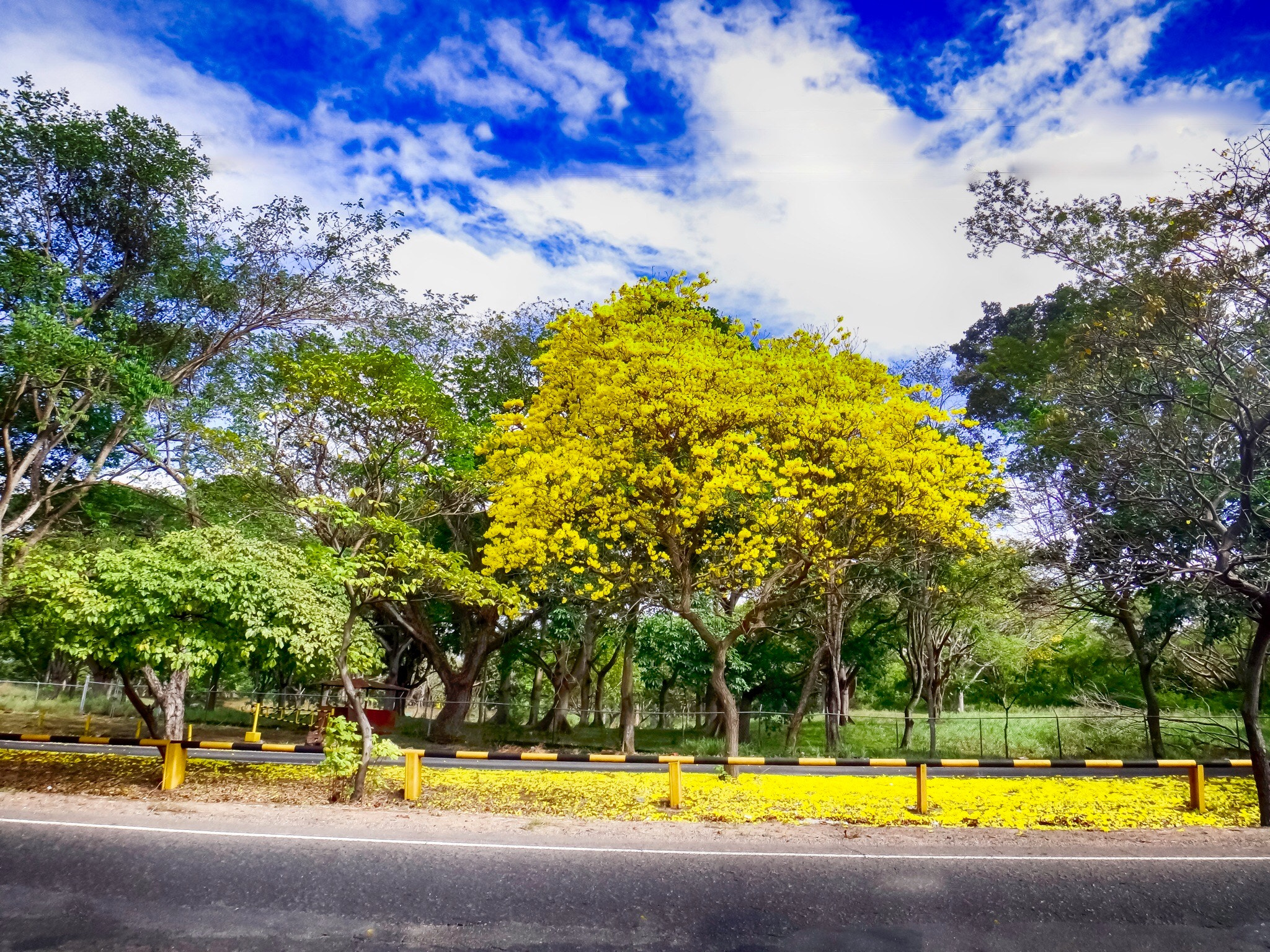 Sony DSC-TX20 sample photo. Araguaney, estado bolivar, venezuela. photography