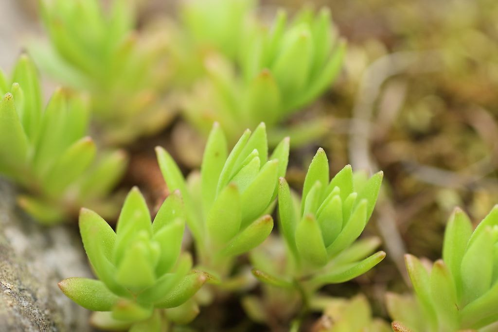 Canon EOS-1D Mark III + Tamron SP AF 90mm F2.8 Di Macro sample photo. Leaves photography