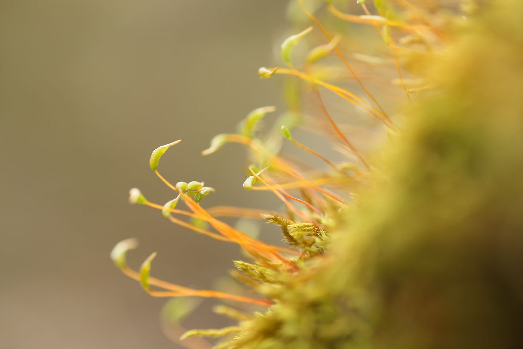 Tamron SP AF 90mm F2.8 Di Macro sample photo. Moss photography