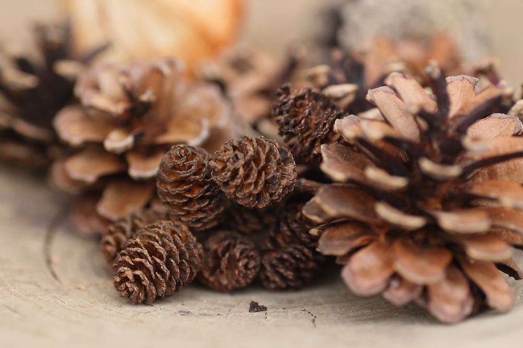Canon EOS-1D Mark III + Tamron SP AF 90mm F2.8 Di Macro sample photo. Pinecone photography