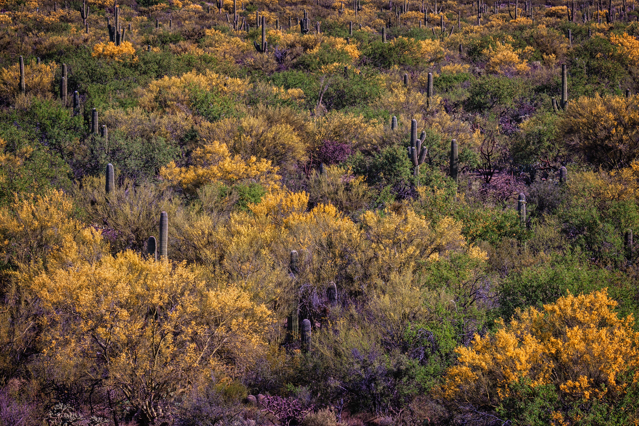 Canon EOS 50D + Canon EF 100-400mm F4.5-5.6L IS USM sample photo. Saguaro national park photography