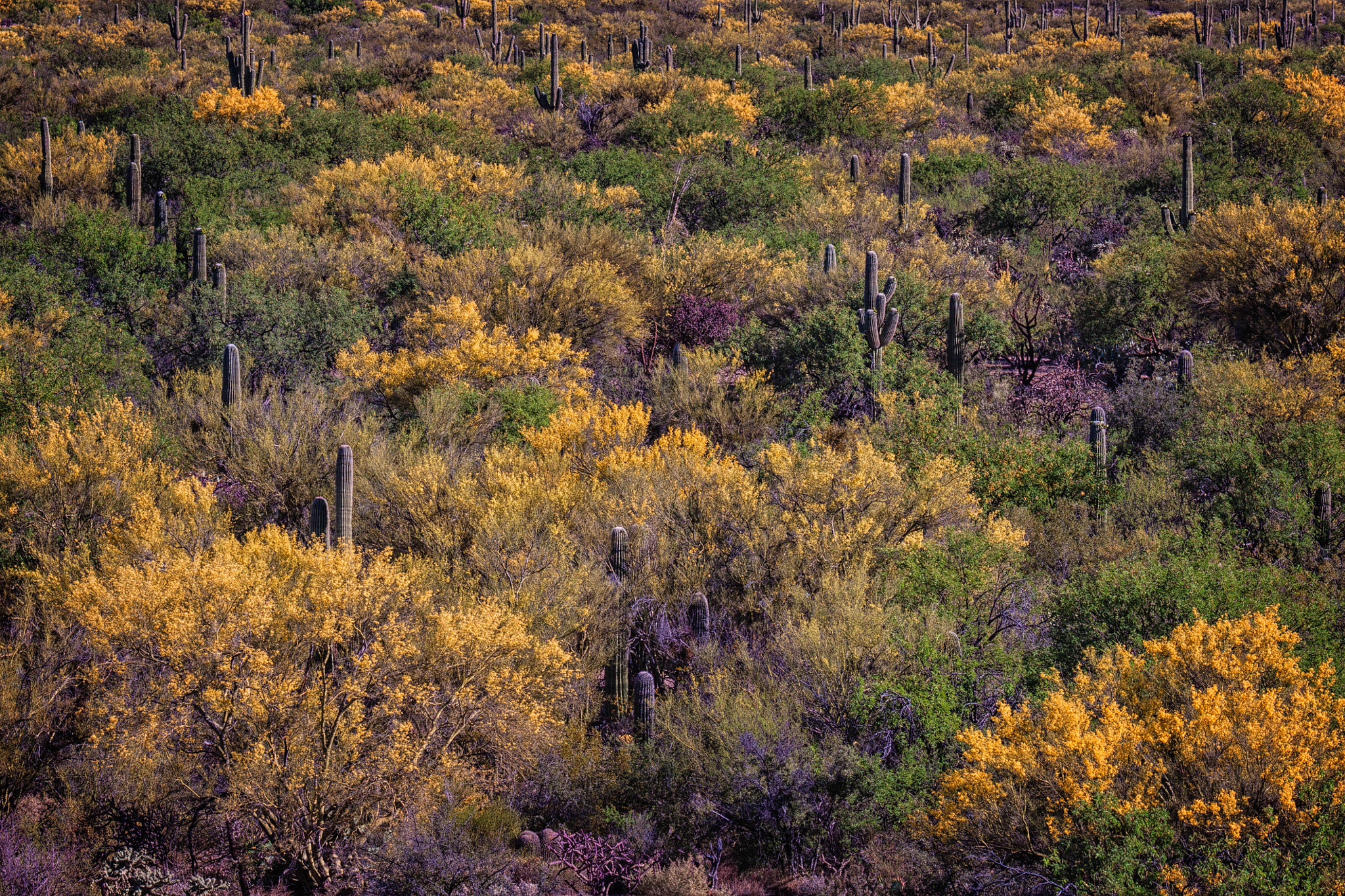 Canon EF 100-400mm F4.5-5.6L IS USM sample photo. Saguaro national park photography