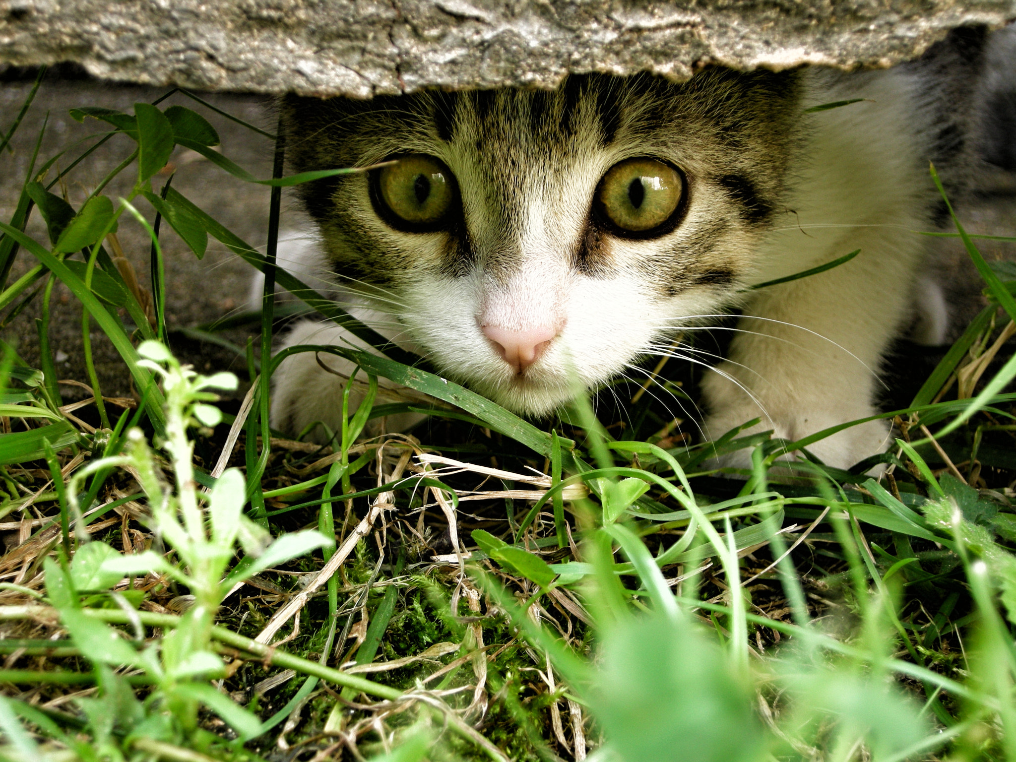 Nikon COOLPIX P5000 sample photo. Hey........ photography
