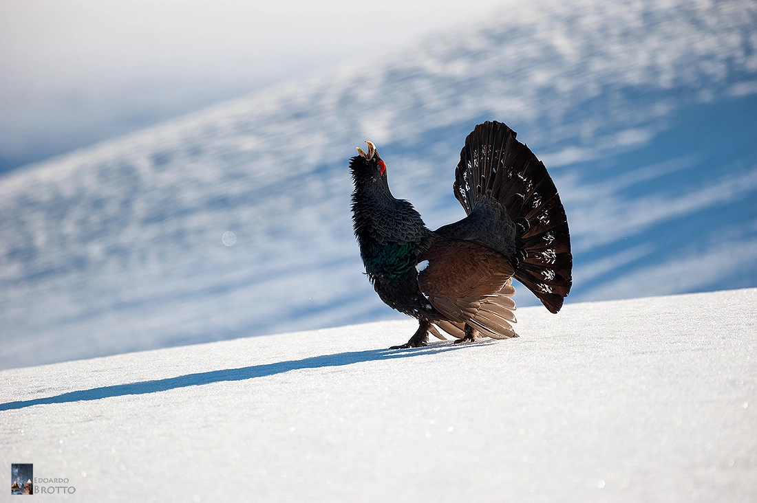 Nikon AF-S Nikkor 200-500mm F5.6E ED VR sample photo. Lifelong dream! finally i shot a capercaillie!! photography