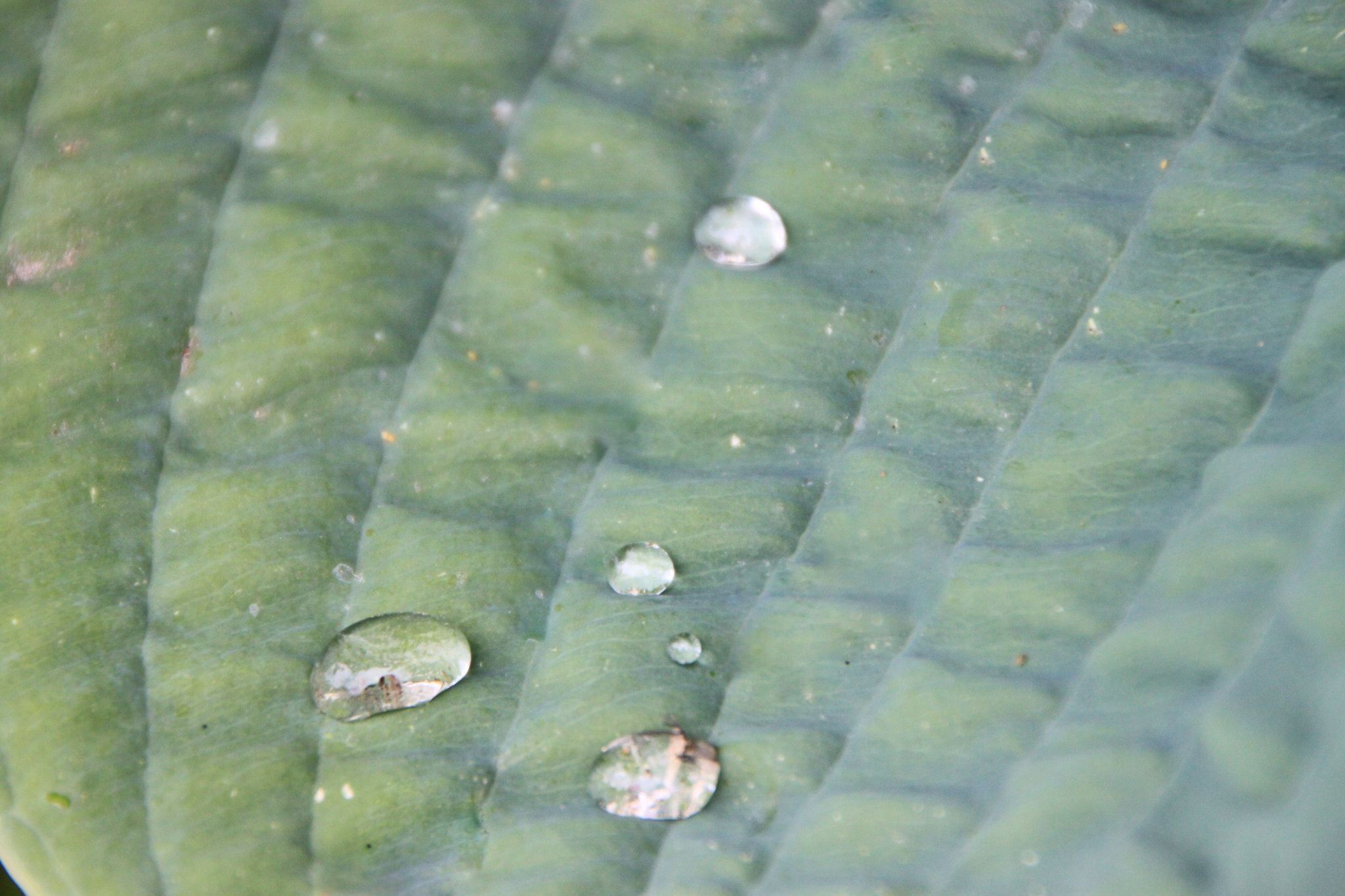 Canon EOS 500D (EOS Rebel T1i / EOS Kiss X3) + Canon 18-270mm sample photo. Leaf photography