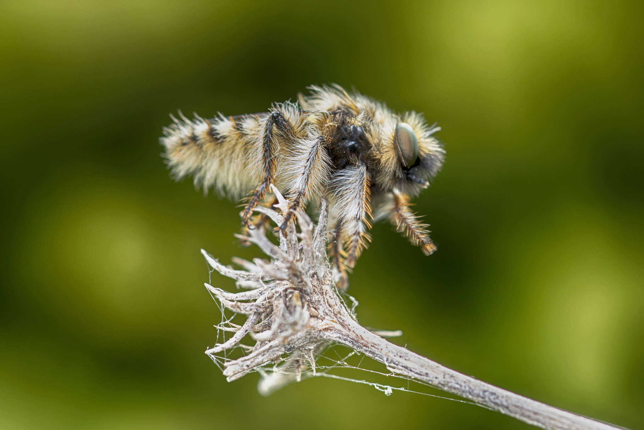 Nikon D800E + Nikon AF Micro-Nikkor 60mm F2.8D sample photo. Hairy fly photography