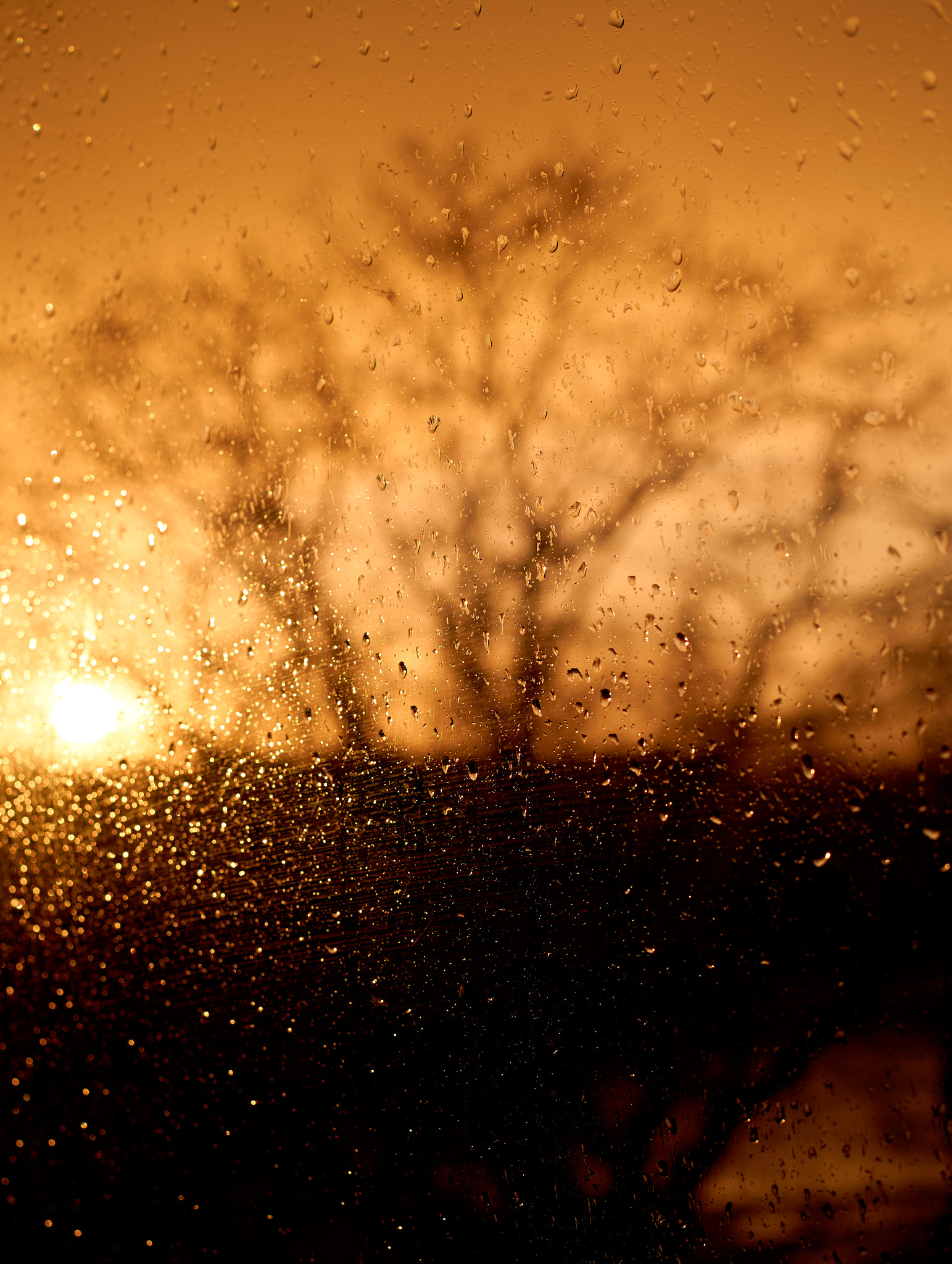 E 50mm F2 sample photo. Golden hour photography