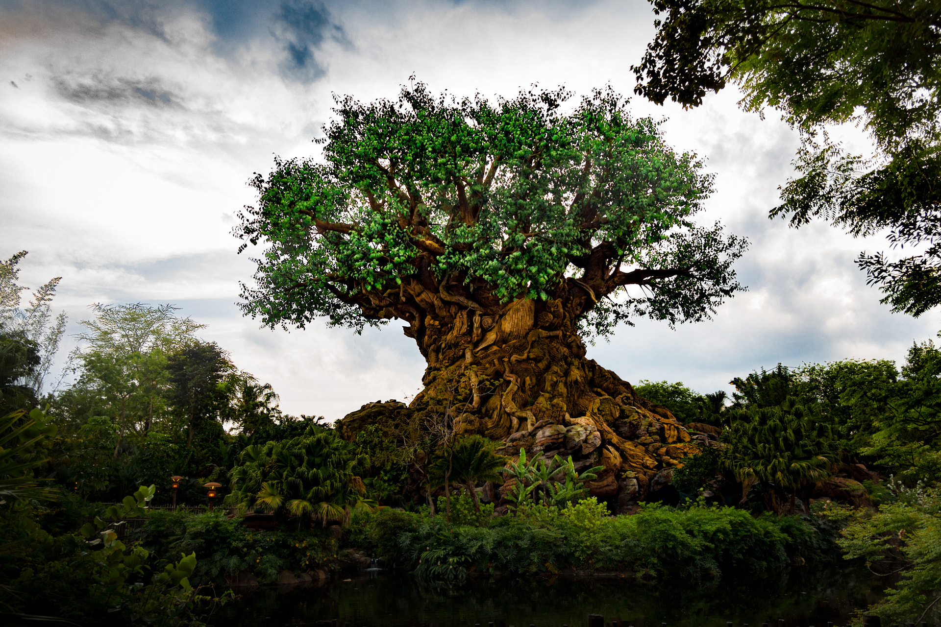 Canon EOS 650D (EOS Rebel T4i / EOS Kiss X6i) + Canon EF-S 17-55mm F2.8 IS USM sample photo. Tree of life photography