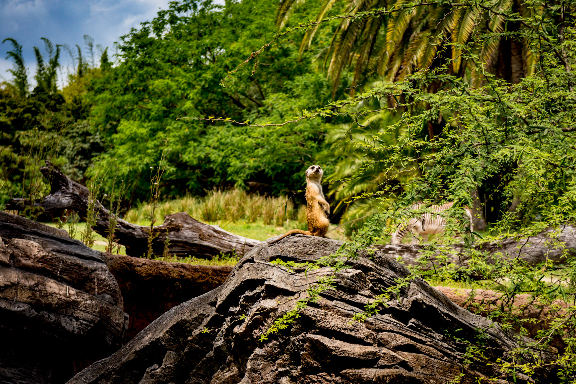 Canon EOS 650D (EOS Rebel T4i / EOS Kiss X6i) sample photo. Animal king...dom photography