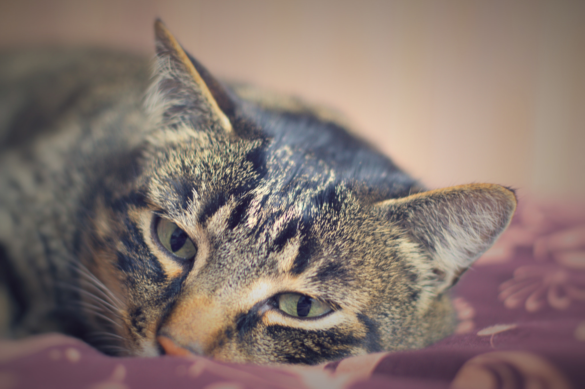 Canon EOS 350D (EOS Digital Rebel XT / EOS Kiss Digital N) sample photo. Beautiful cat photography