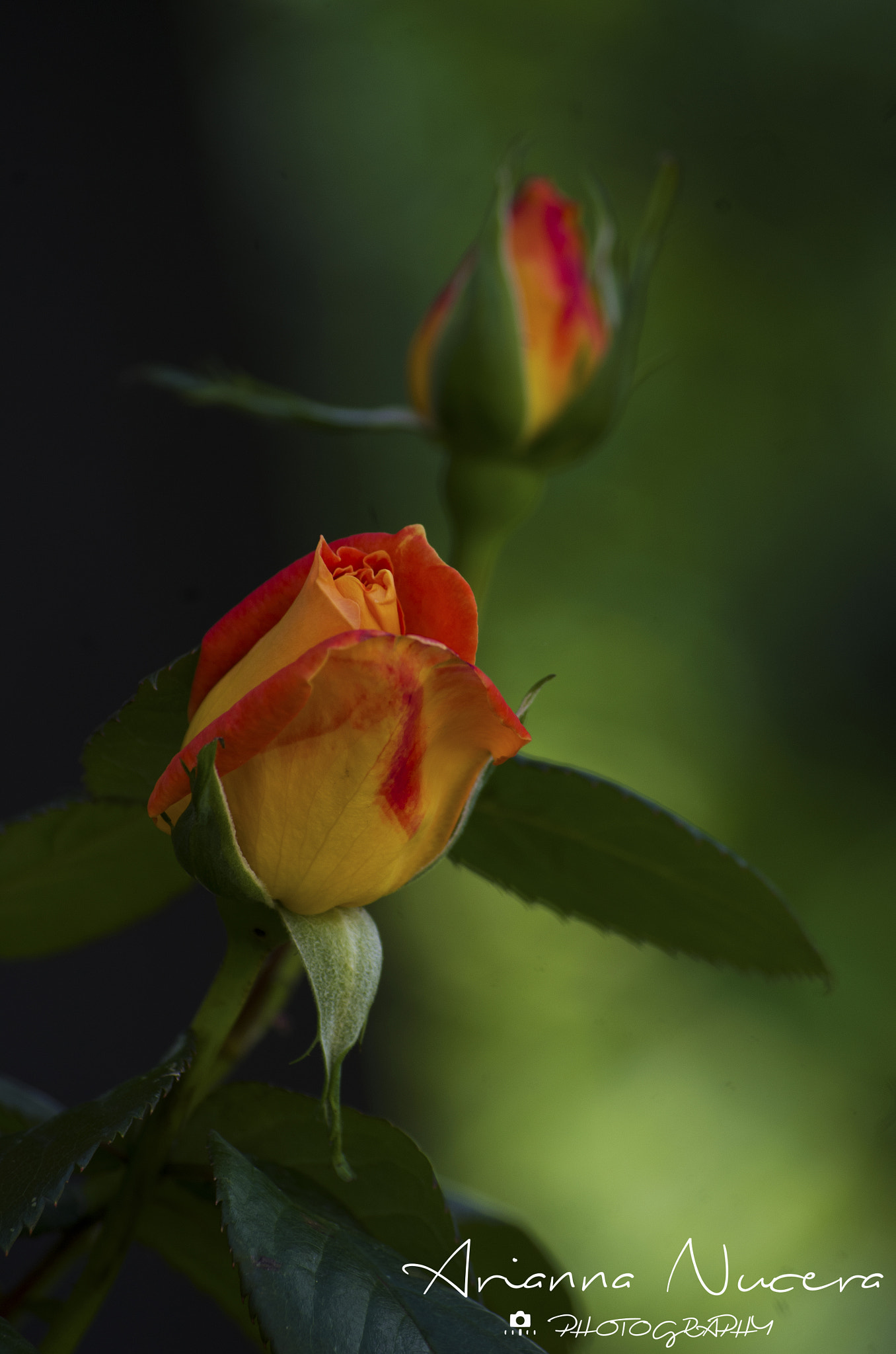 Pentax K-30 sample photo. Roses photography