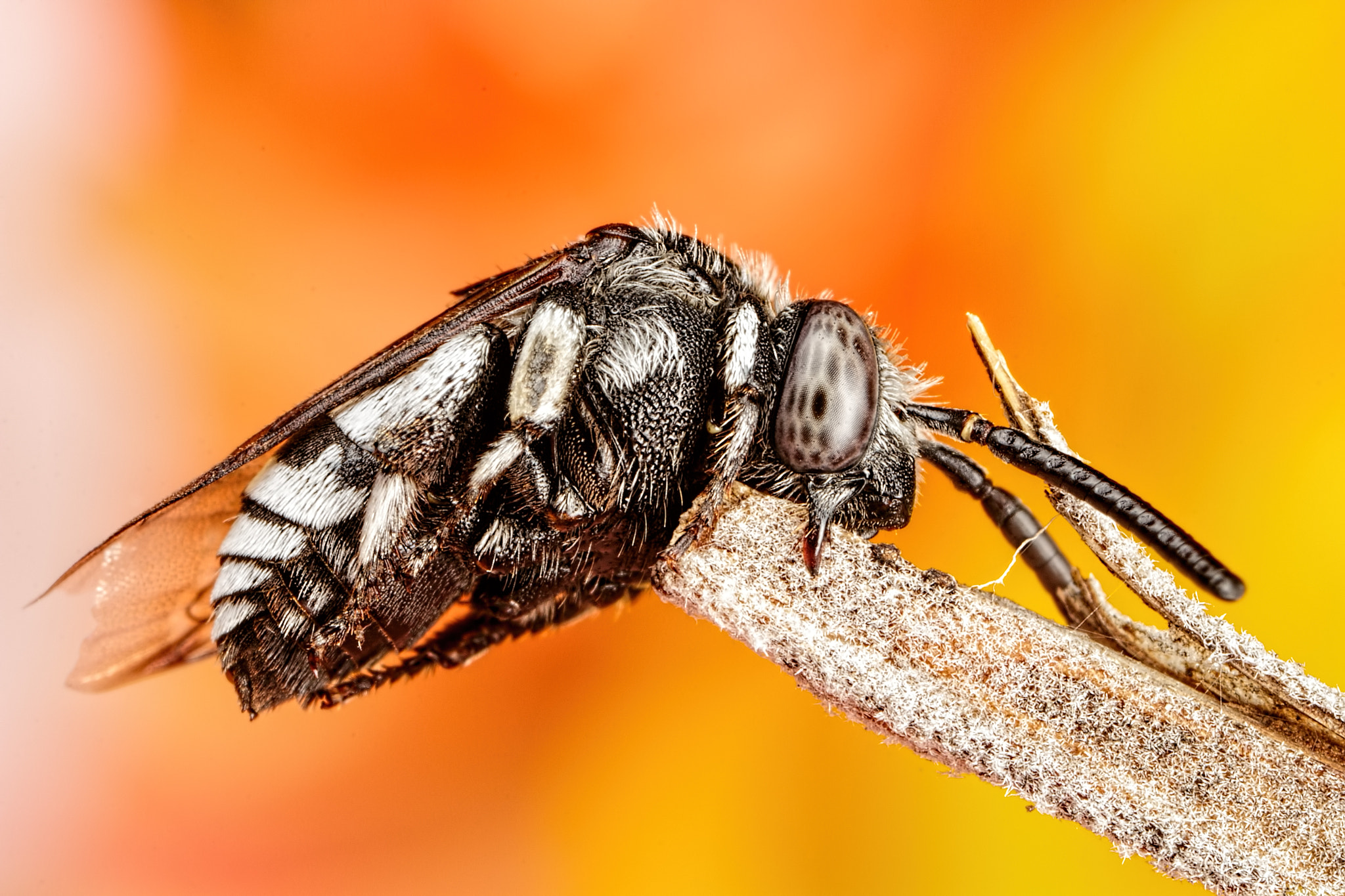 Canon MP-E 65mm F2.5 1-5x Macro Photo sample photo. Cuckoo bee ii photography