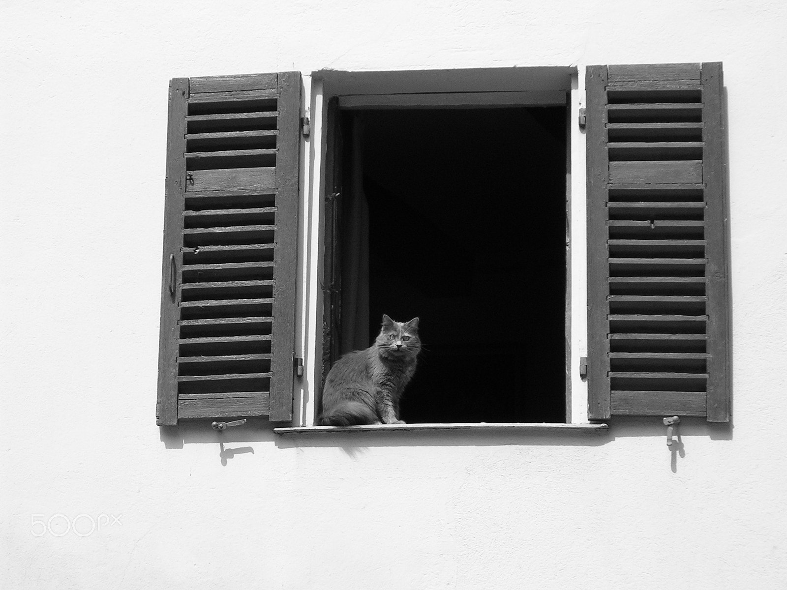 Nikon E3200 sample photo. Cat & shuttered window photography
