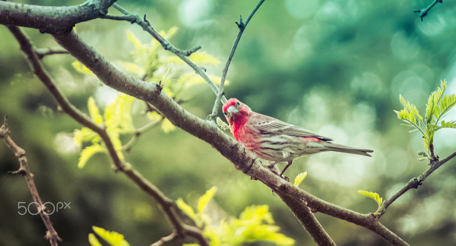 Samsung NX30 + Samsung NX 50-200mm F4-5.6 ED OIS sample photo. Wtf!! photography