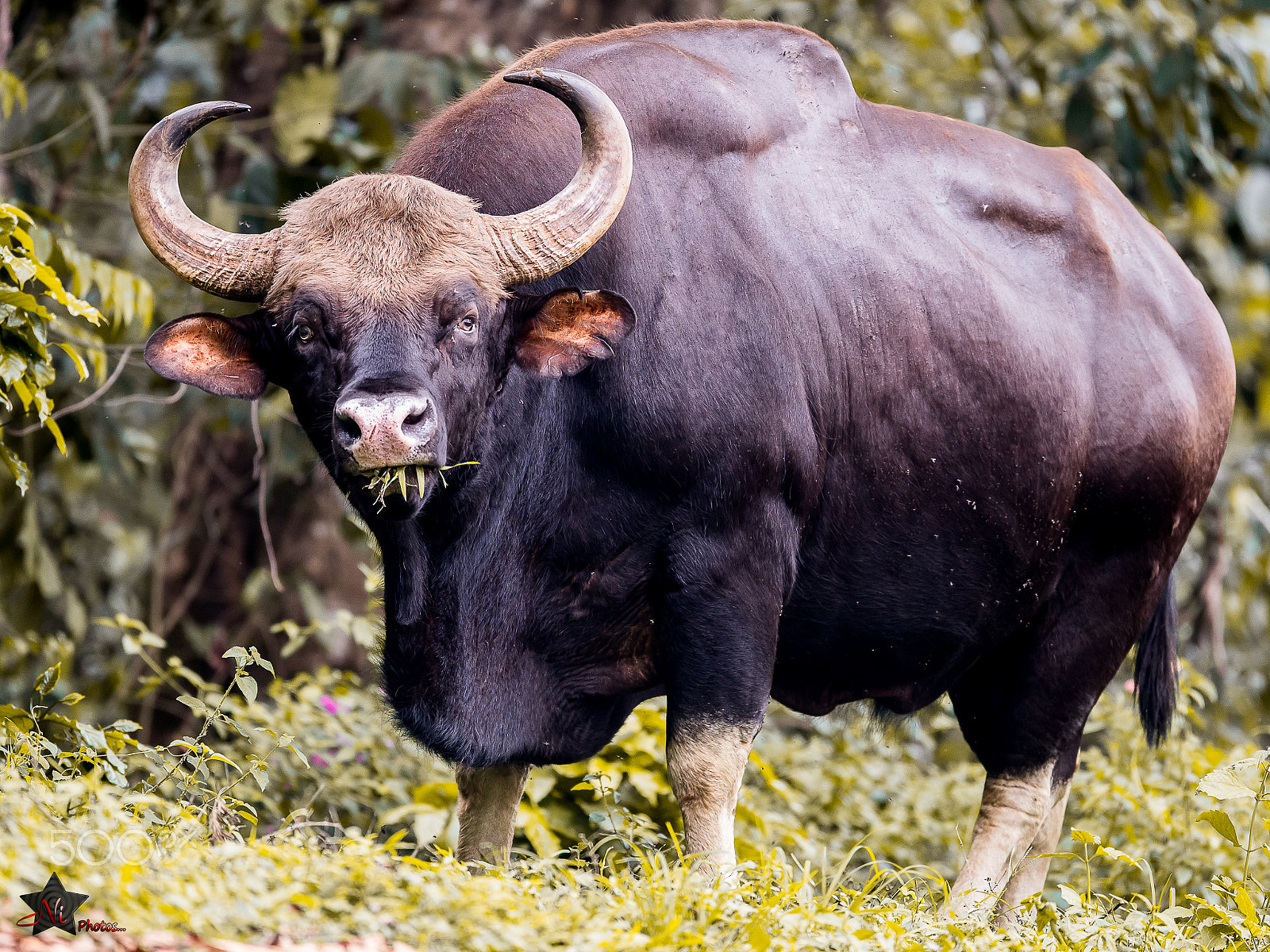 Nikon D5 sample photo. Gaur (indian bison)_psn5749.jpg photography