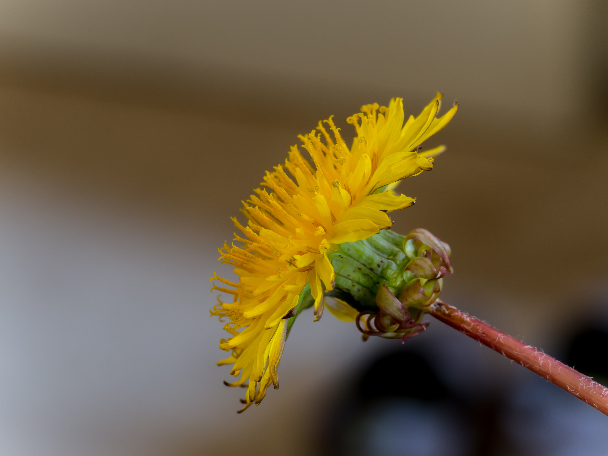 Olympus PEN E-P5 sample photo. Yellow photography