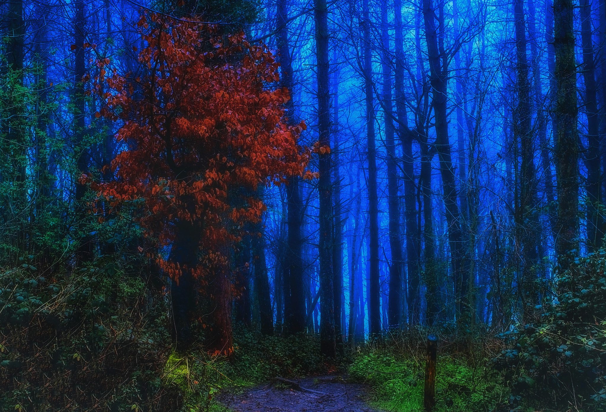 Panasonic Lumix DMC-GF6 + Sigma 30mm F2.8 DN Art sample photo. Into the spooky forest photography