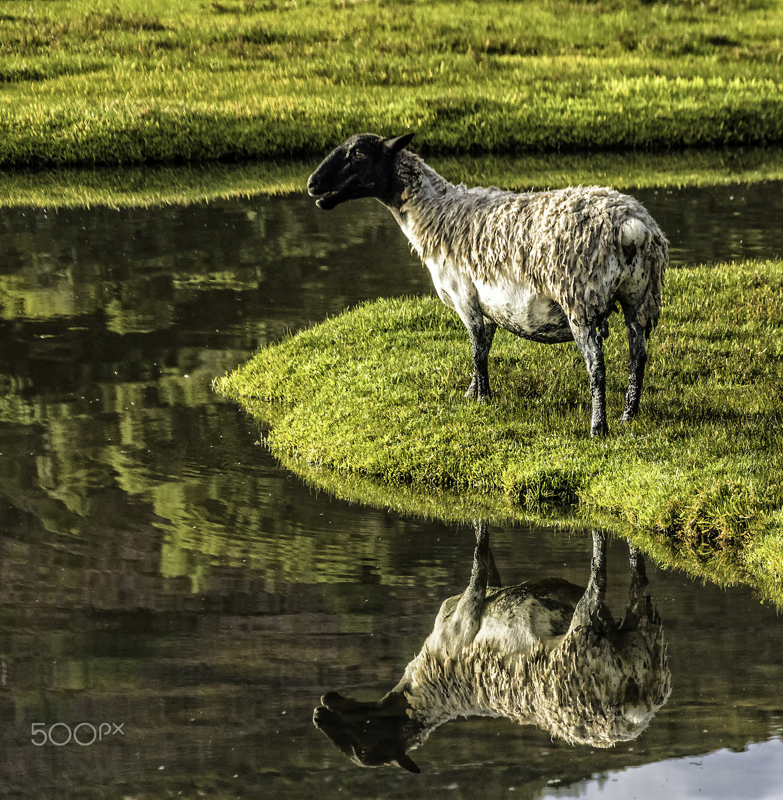 Canon EOS 7D Mark II + Sigma 18-250mm F3.5-6.3 DC OS HSM sample photo. Mirrored lamb photography