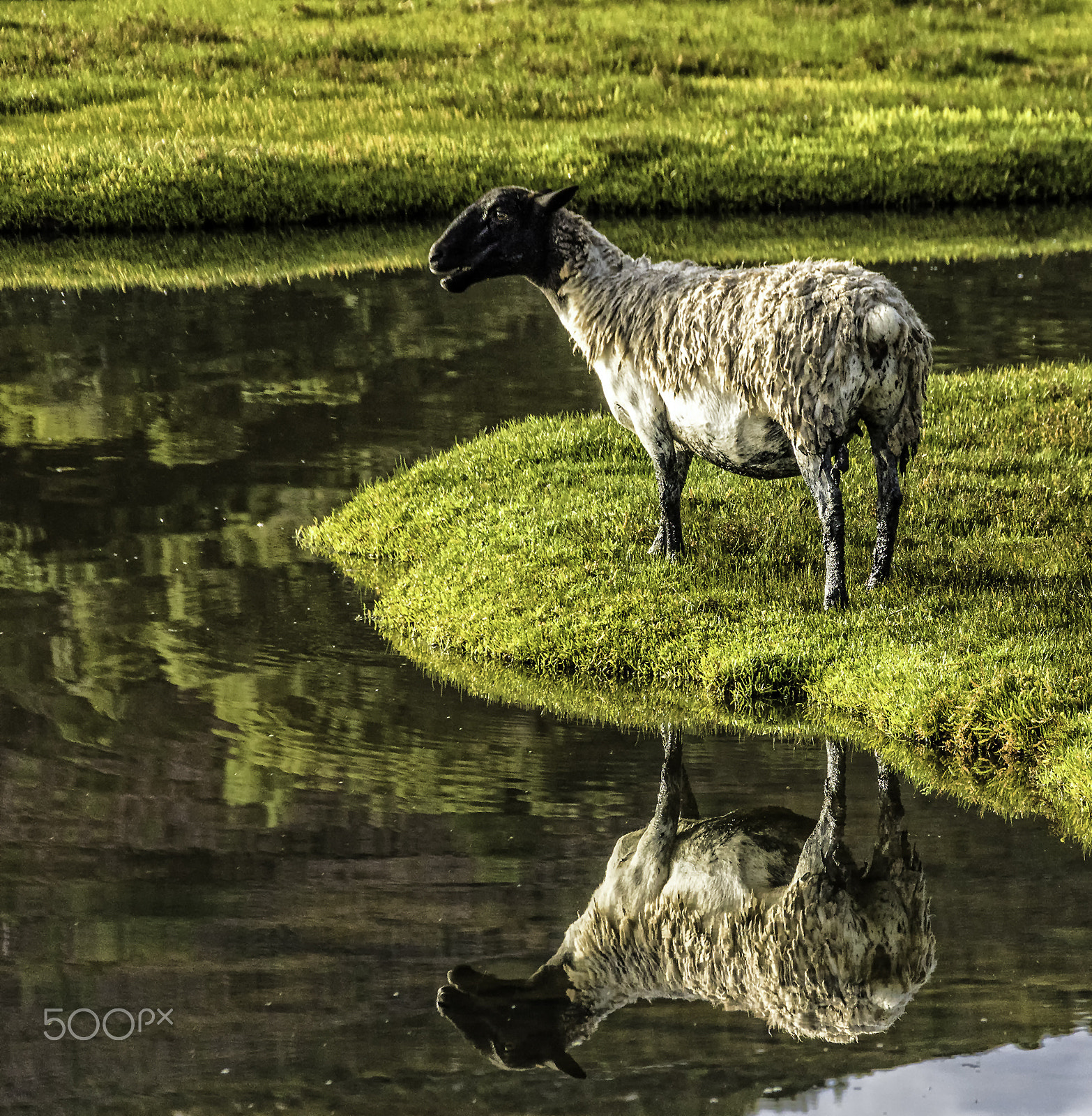 Sigma 18-250mm F3.5-6.3 DC OS HSM sample photo. Mirrored lamb photography