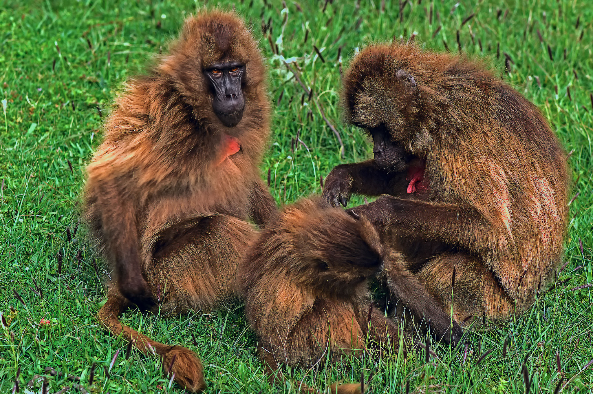 Nikon D2X sample photo. Gelada photography
