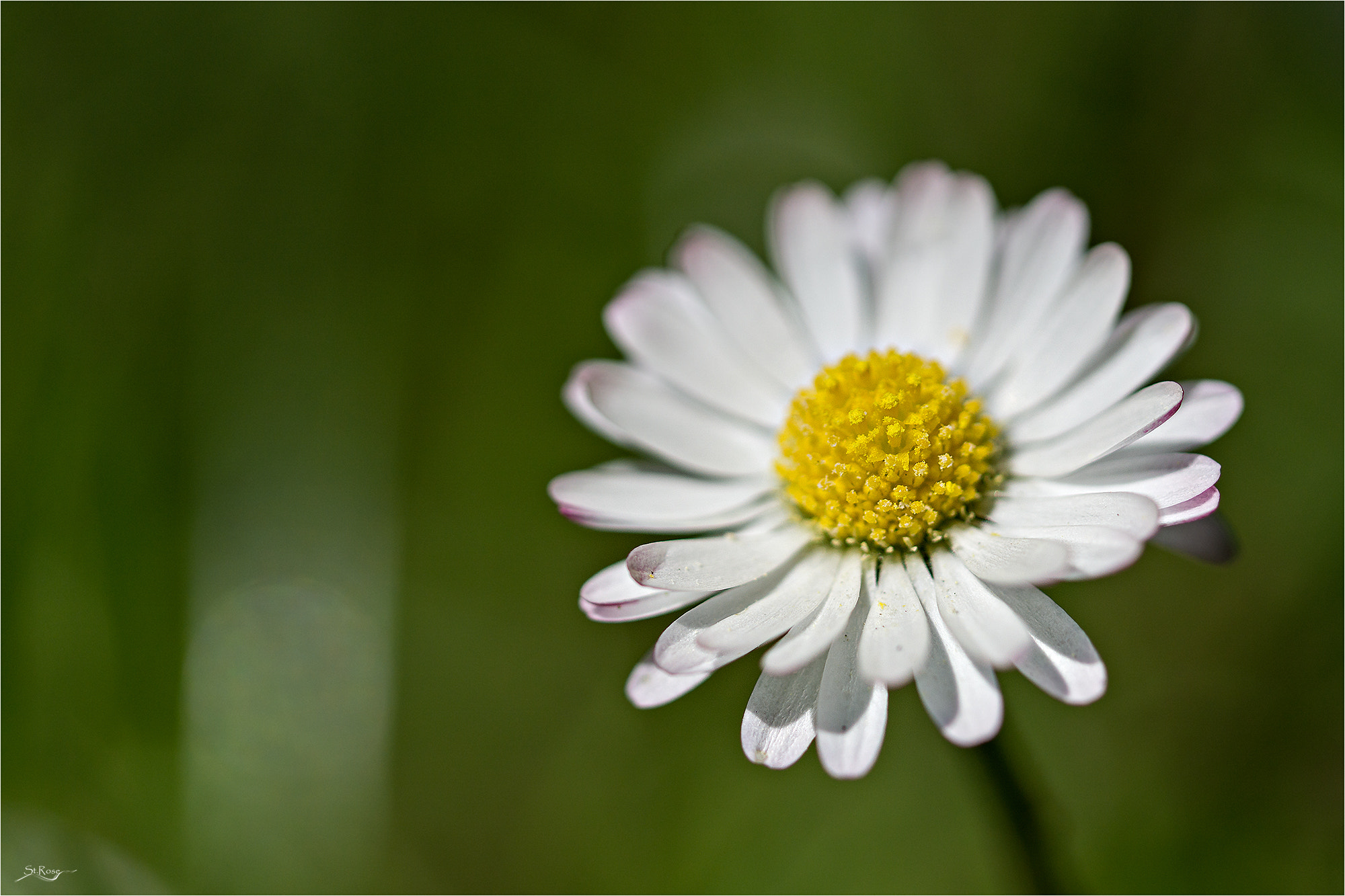 Sony a6000 + 90mm F2.8 Macro SSM sample photo. Daisy photography