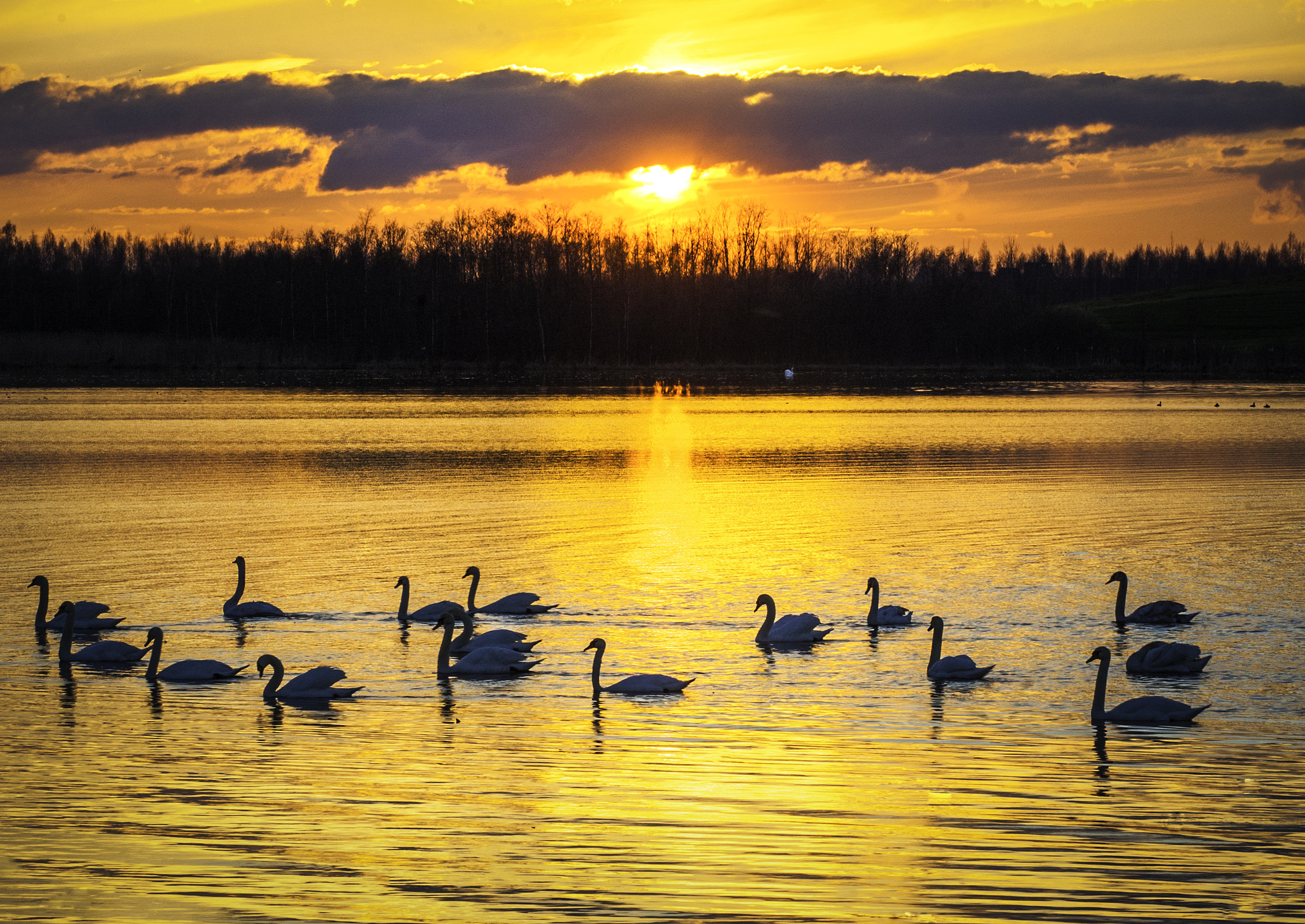 Nikon D40 sample photo. Swan lake photography