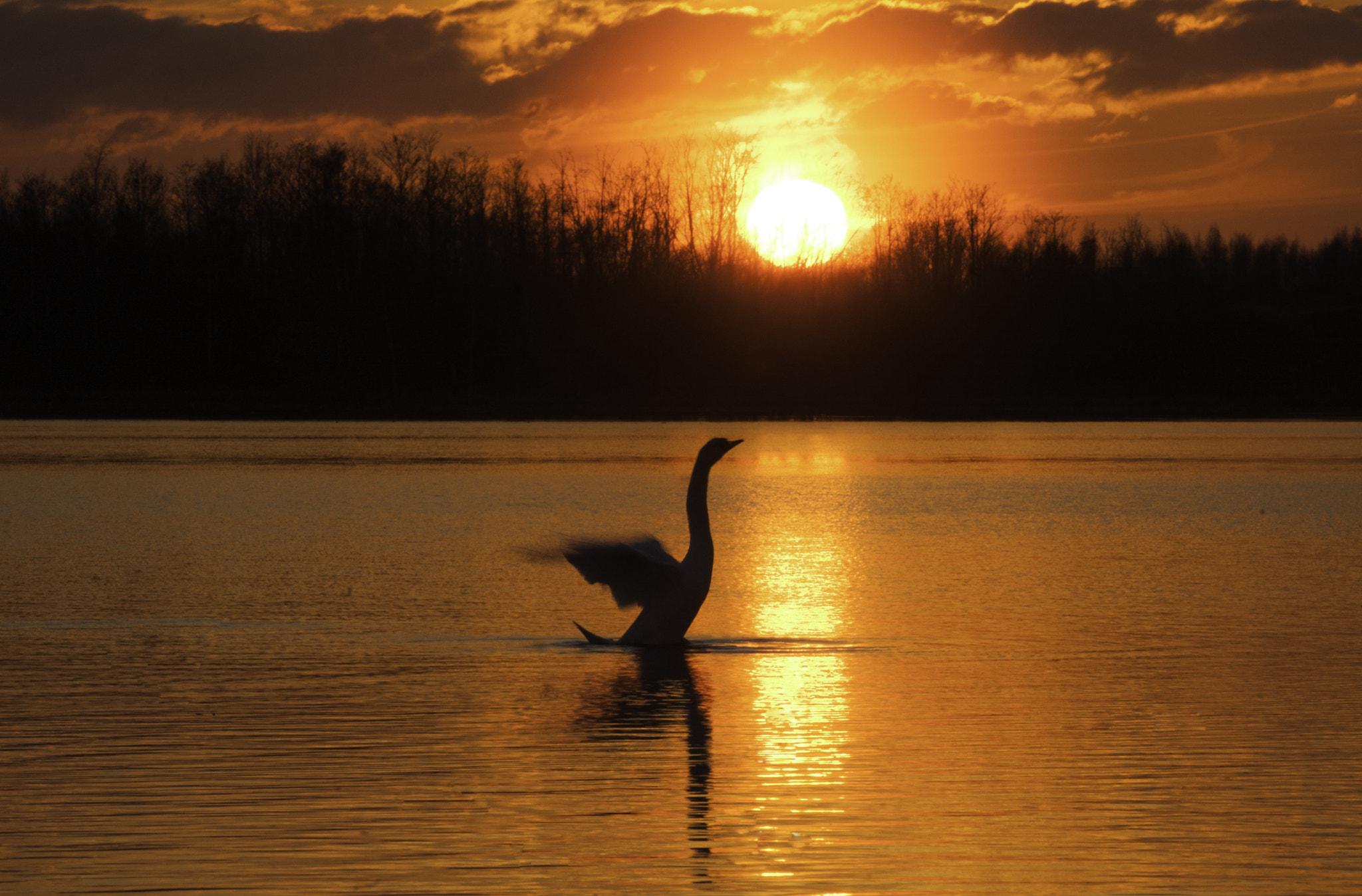 Nikon D40 sample photo. Swan queen photography