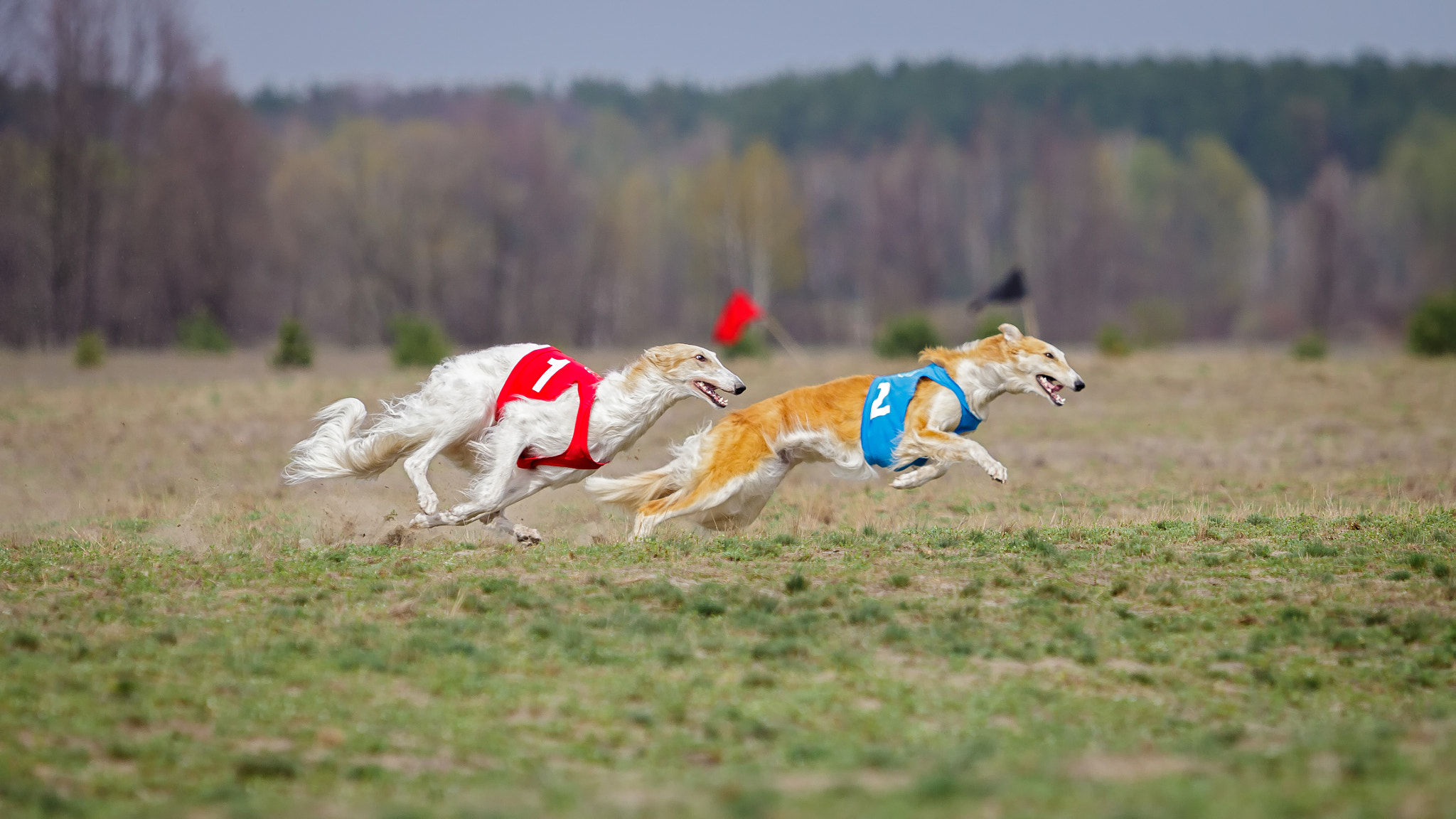 Canon EF 70-200mm F2.8L USM sample photo. Coursing. passion and speed photography